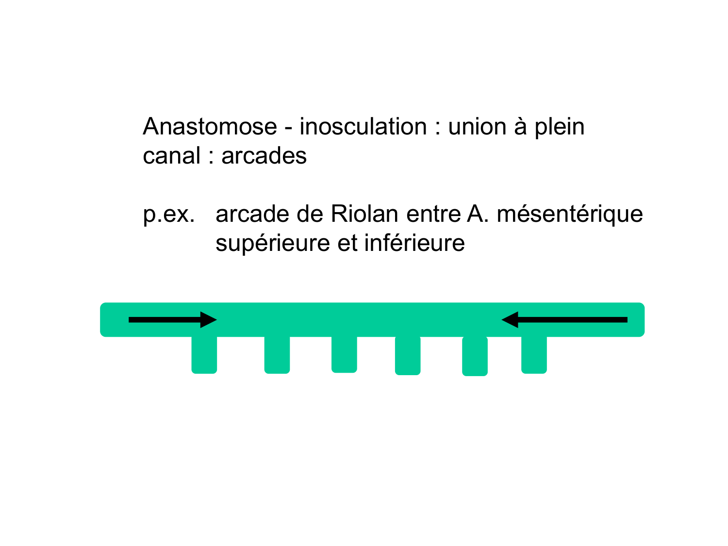 Abdomen gros intestin foie rate pancreas vascularisation page 87