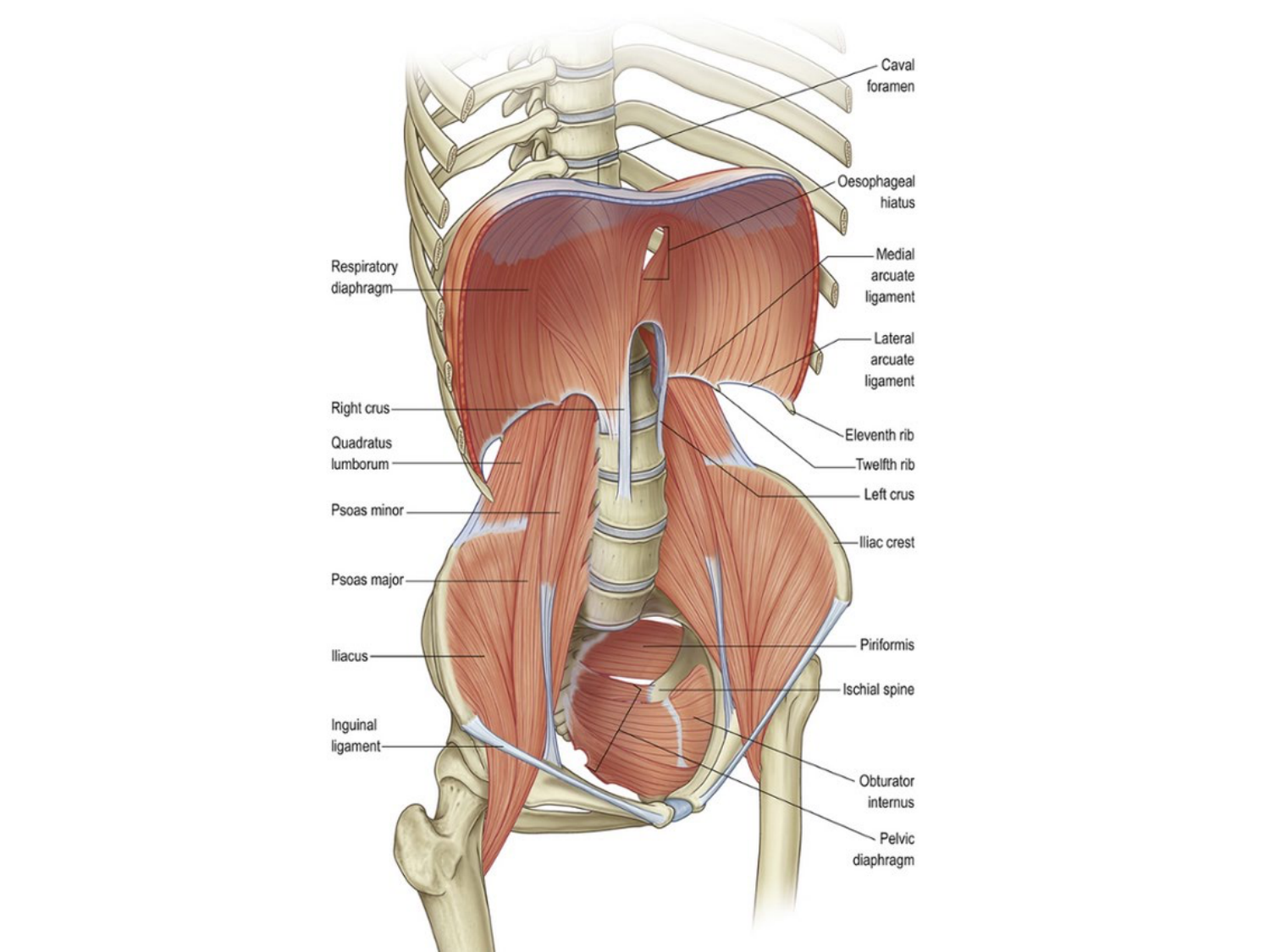 Abdomen paroi cavité tube digestif estomac et intestin grêle page 4