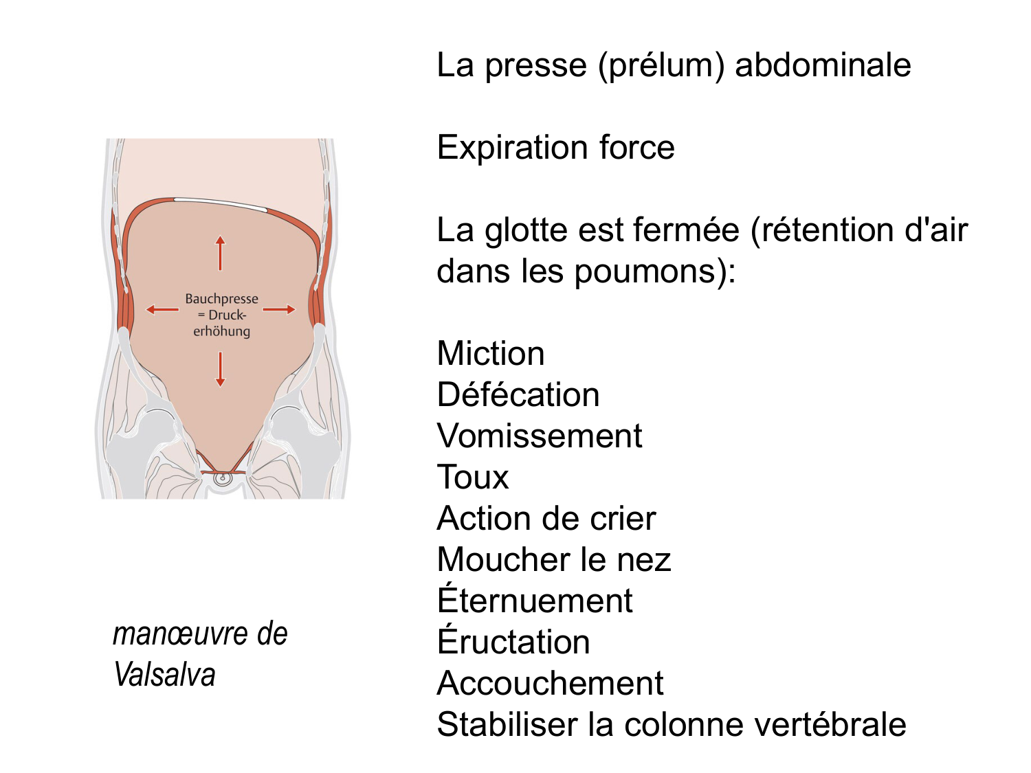 Abdomen paroi cavité tube digestif estomac et intestin grêle page 7