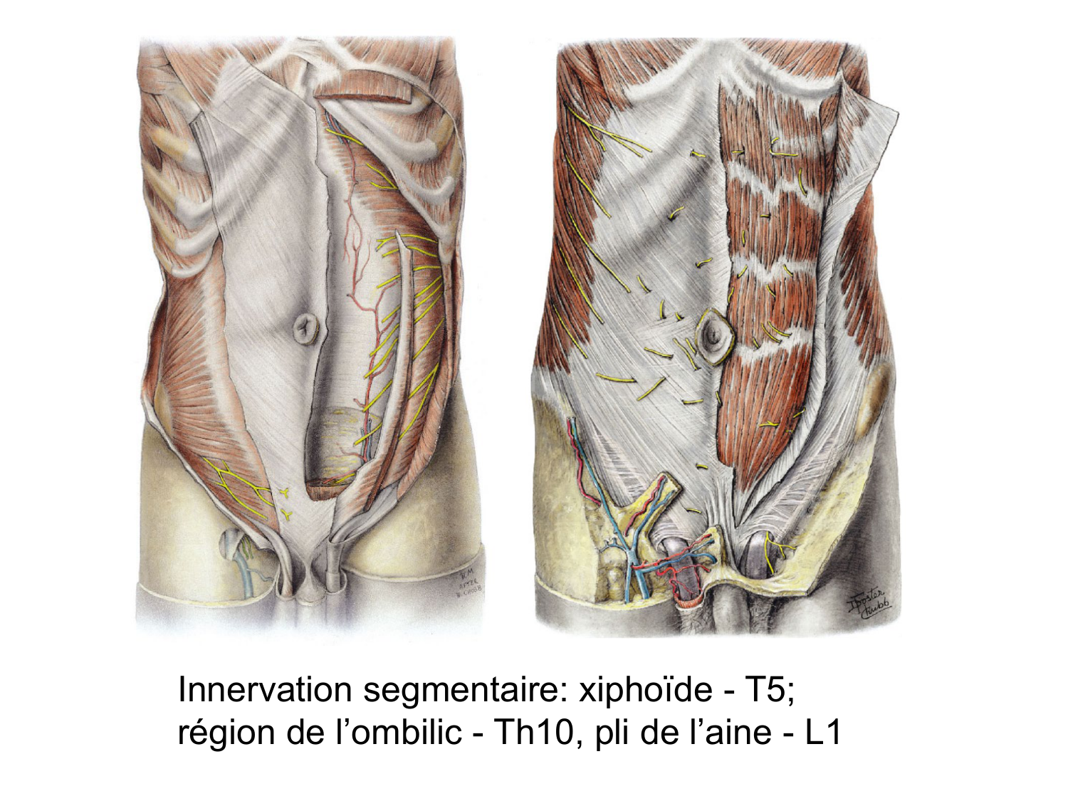 Abdomen paroi cavité tube digestif estomac et intestin grêle page 10