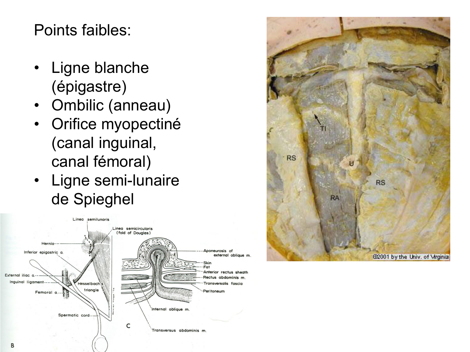 Abdomen paroi cavité tube digestif estomac et intestin grêle page 11