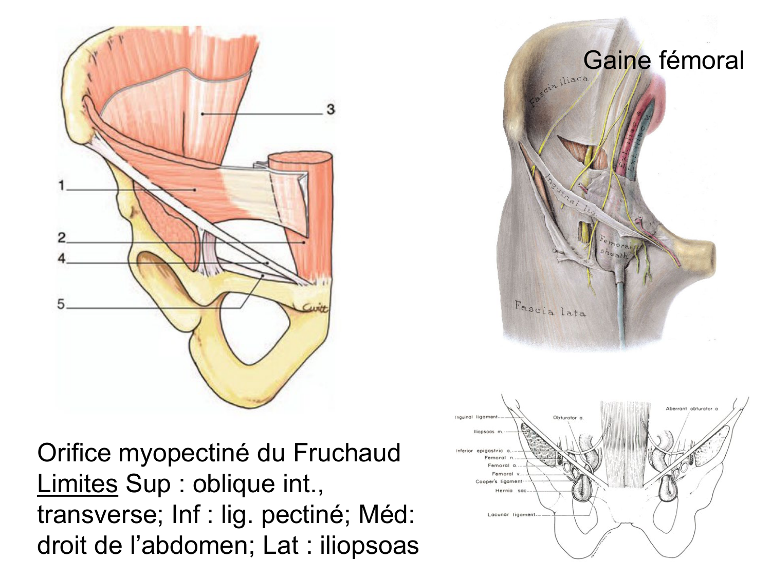 Abdomen paroi cavité tube digestif estomac et intestin grêle page 12