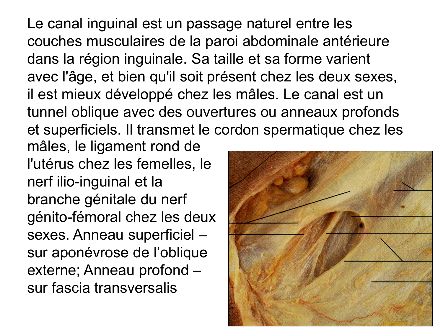 Abdomen paroi cavité tube digestif estomac et intestin grêle page 13