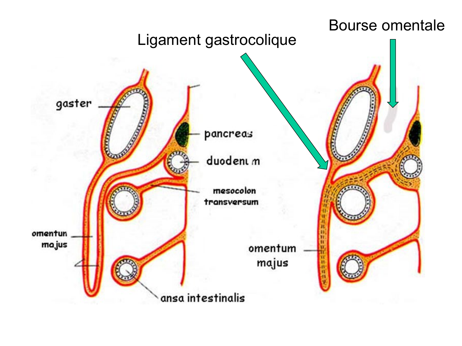 Abdomen paroi cavité tube digestif estomac et intestin grêle page 26