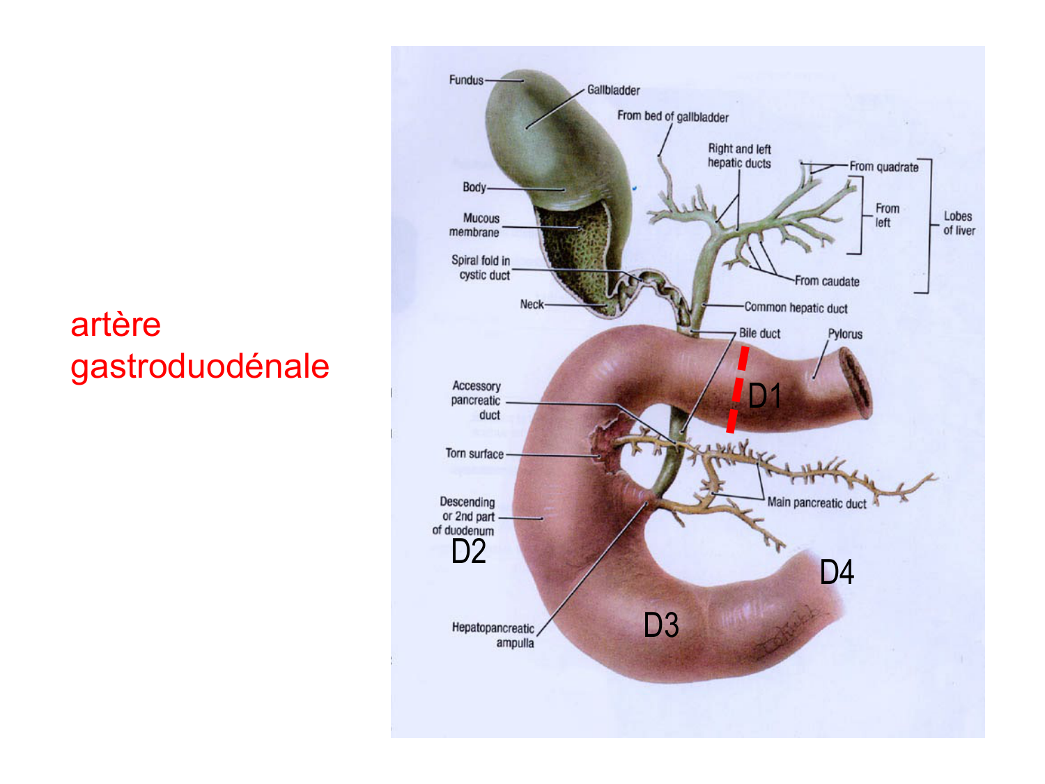 Abdomen paroi cavité tube digestif estomac et intestin grêle page 37
