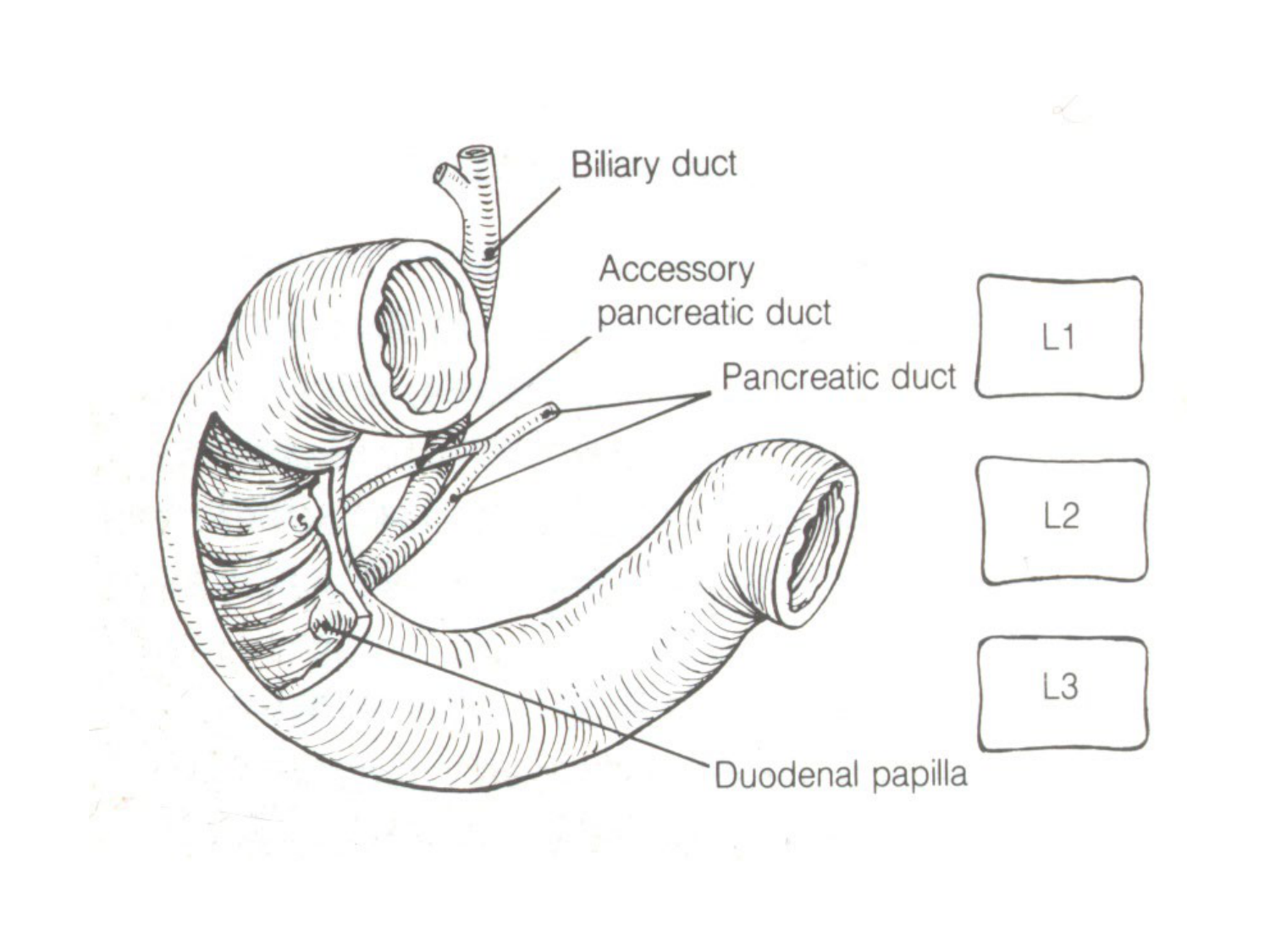 Abdomen paroi cavité tube digestif estomac et intestin grêle page 38