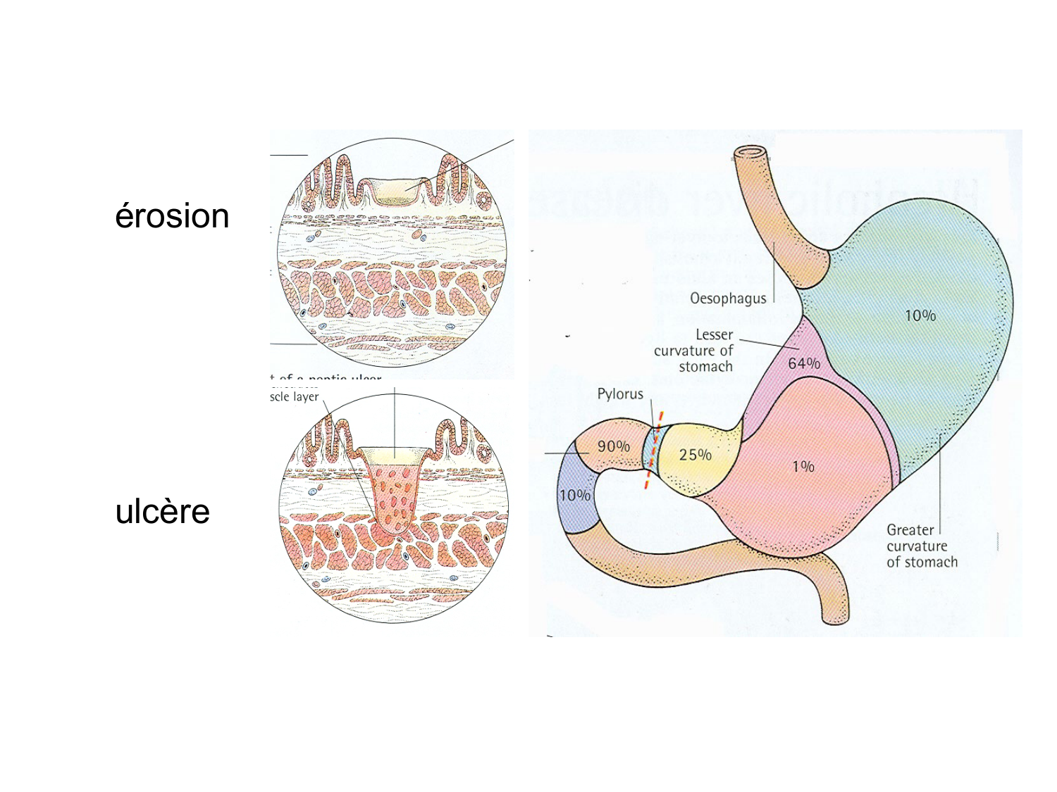 Abdomen paroi cavité tube digestif estomac et intestin grêle page 40