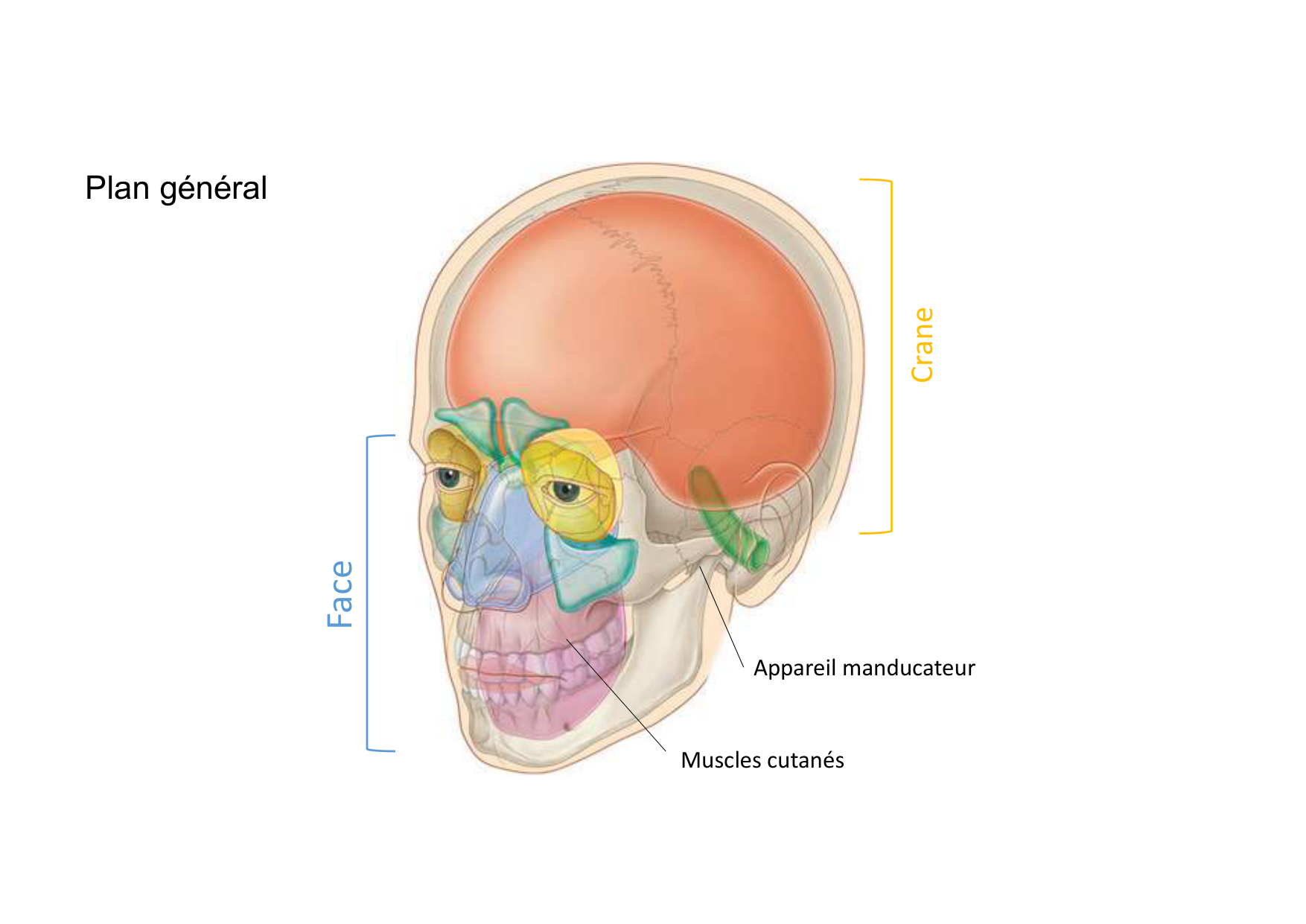 Anatomie de la tete 1 2025 2026 page 6