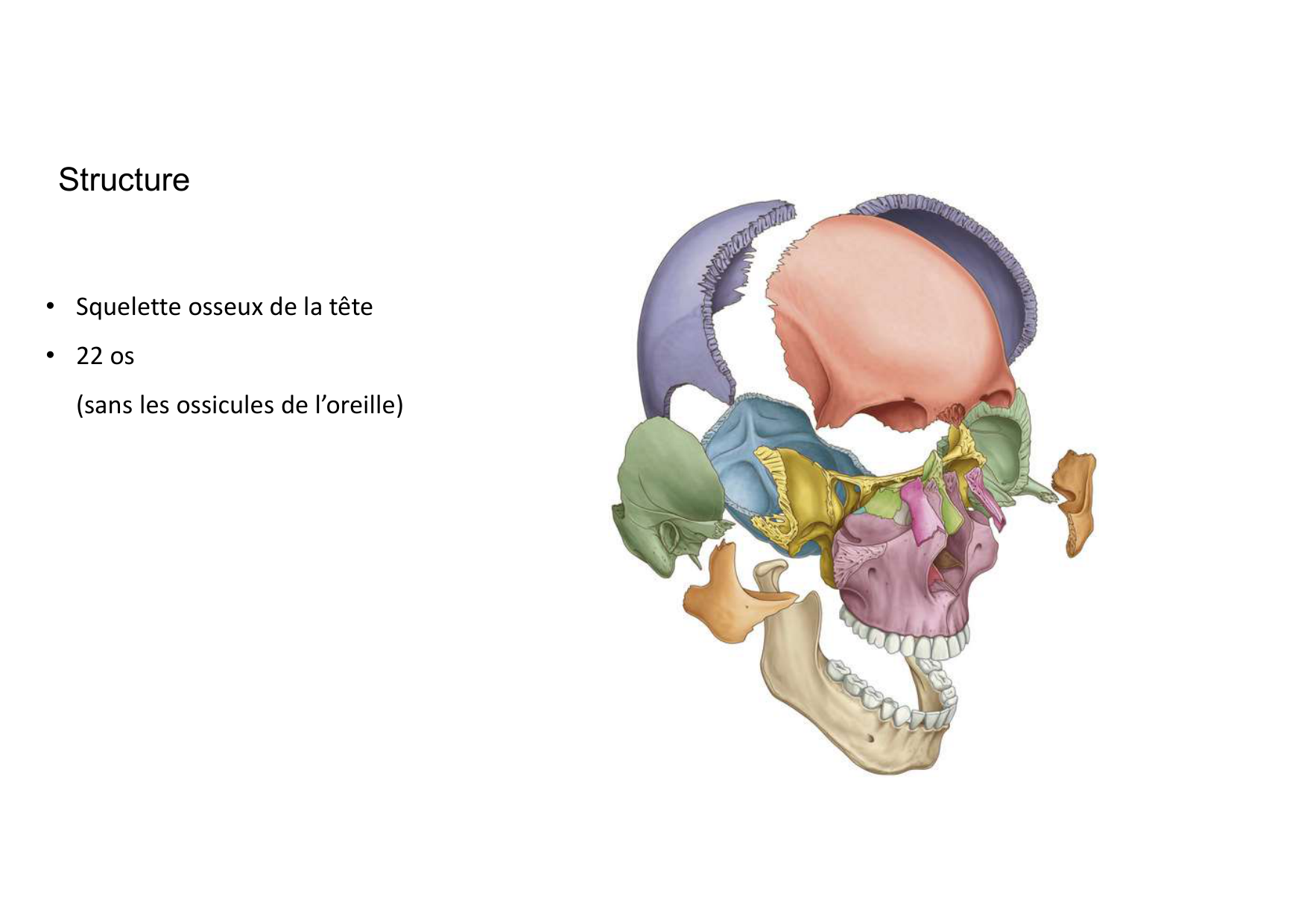 Anatomie de la tete 1 2025 2026 page 10