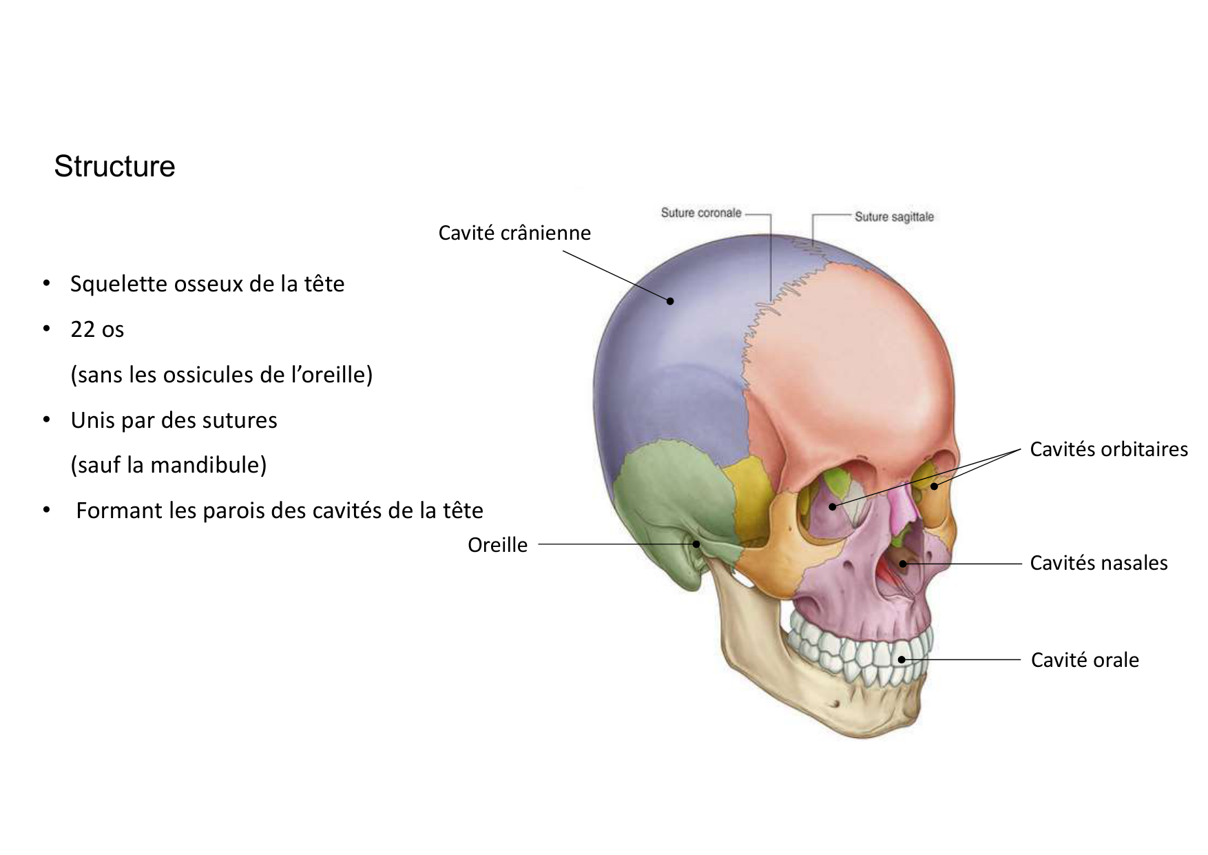 Anatomie de la tete 1 2025 2026 page 11