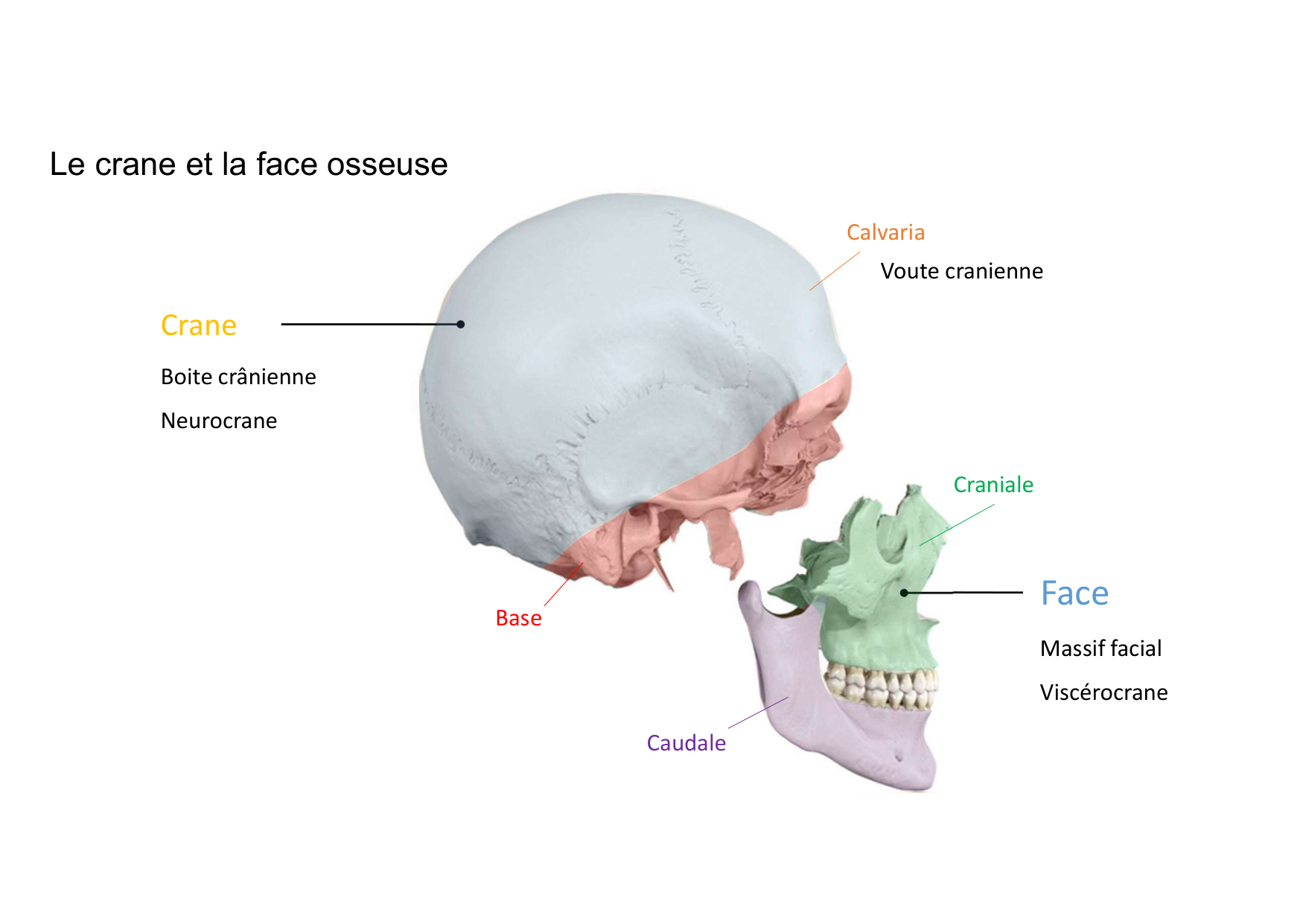 Anatomie de la tete 1 2025 2026 page 12