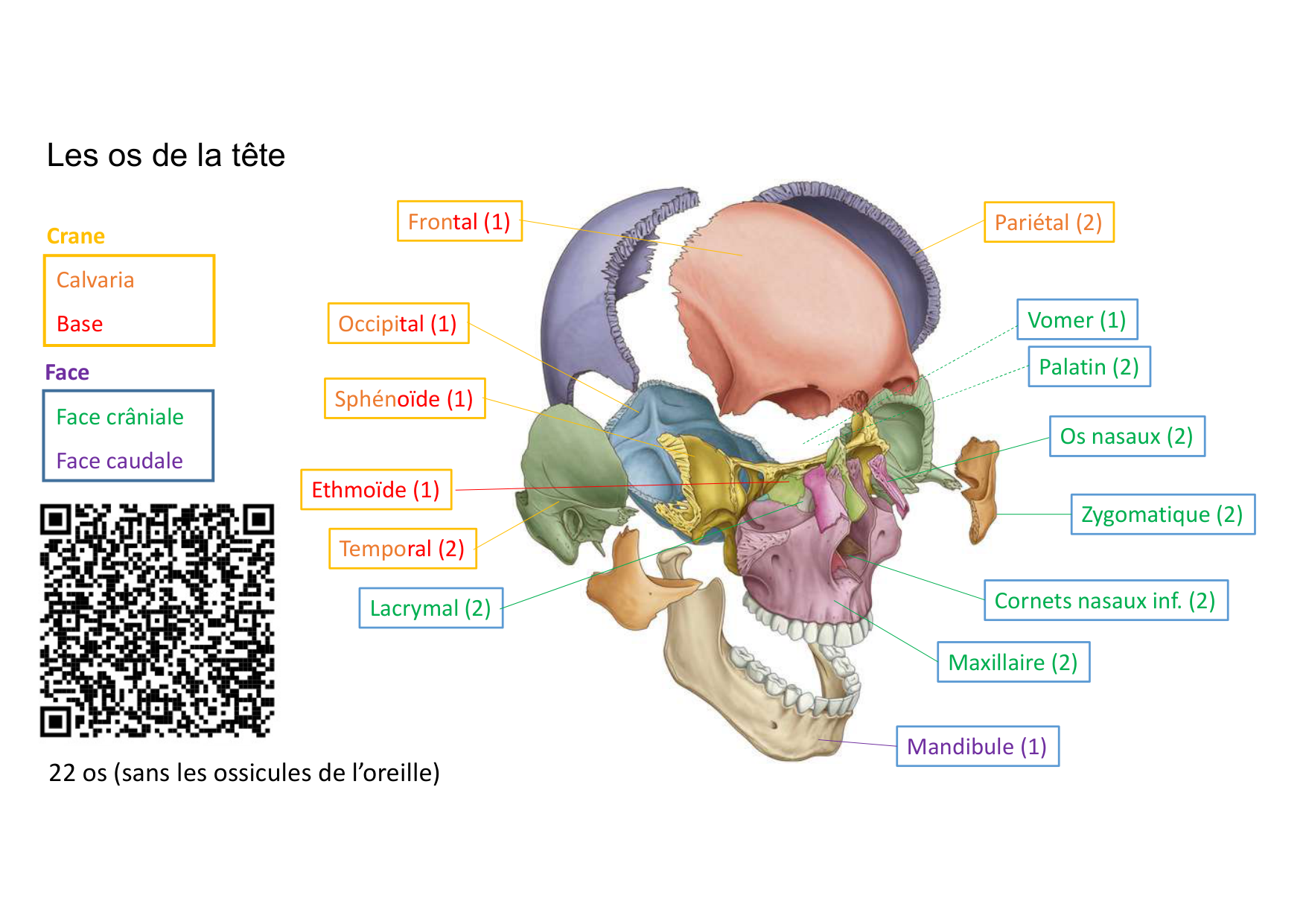 Anatomie de la tete 1 2025 2026 page 14
