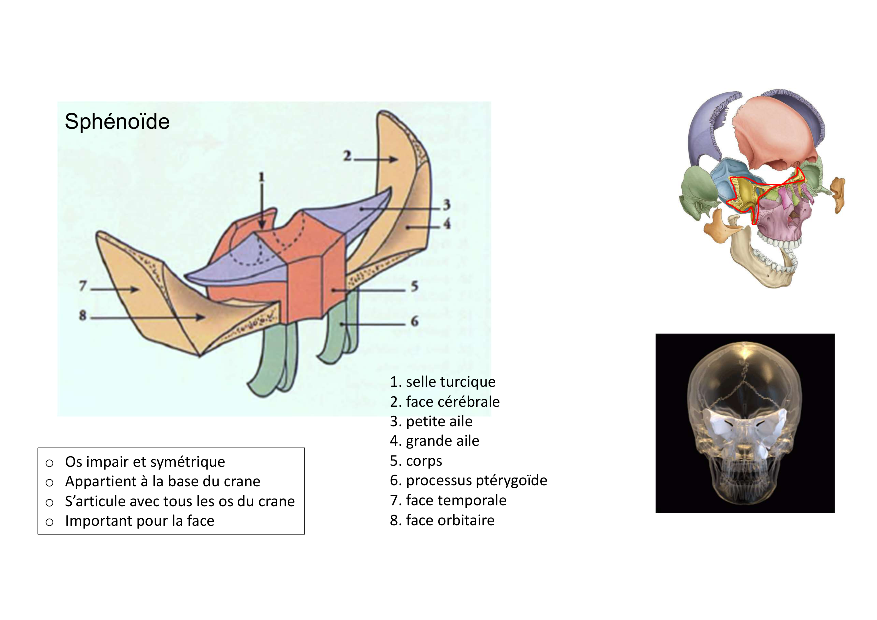 Anatomie de la tete 1 2025 2026 page 15