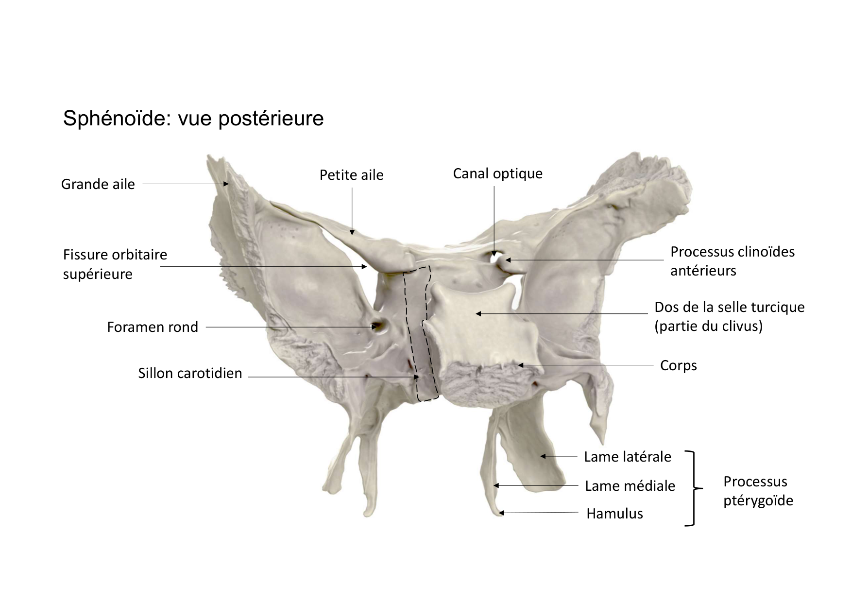 Anatomie de la tete 1 2025 2026 page 16