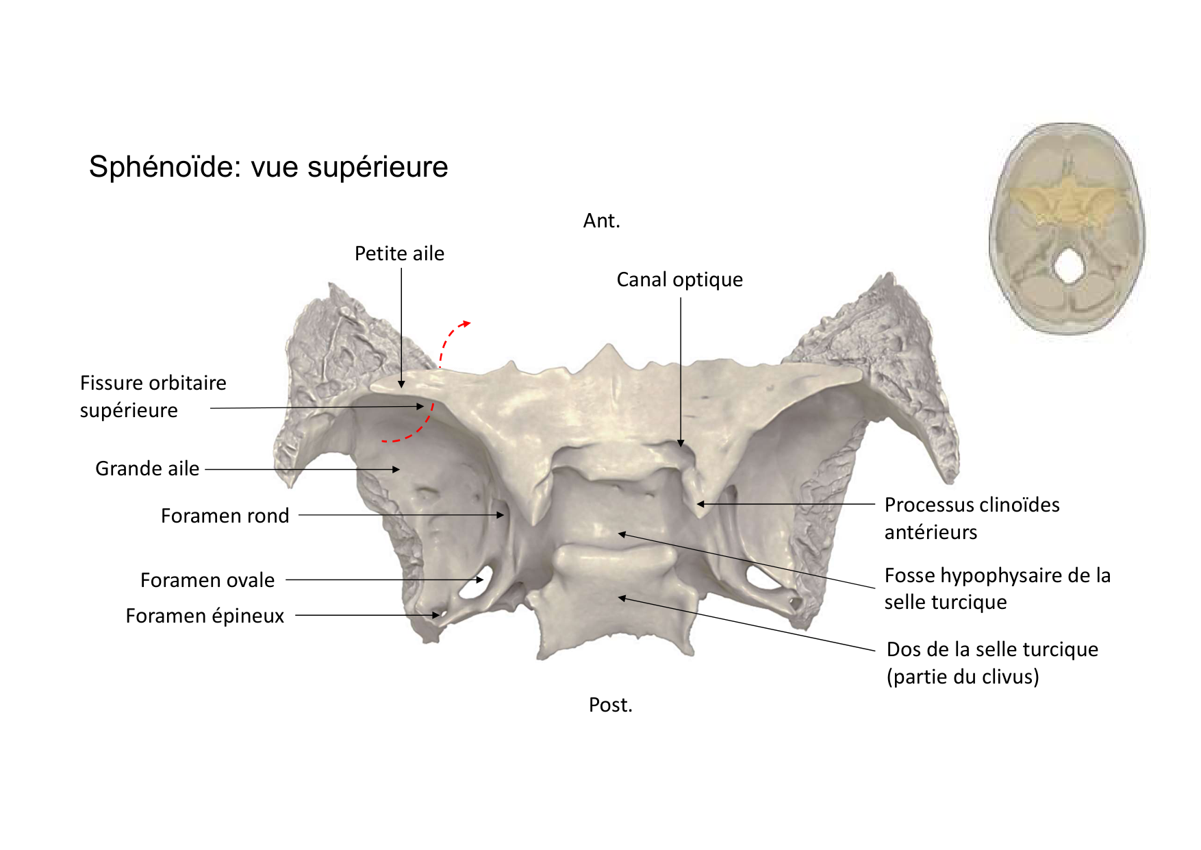 Anatomie de la tete 1 2025 2026 page 17