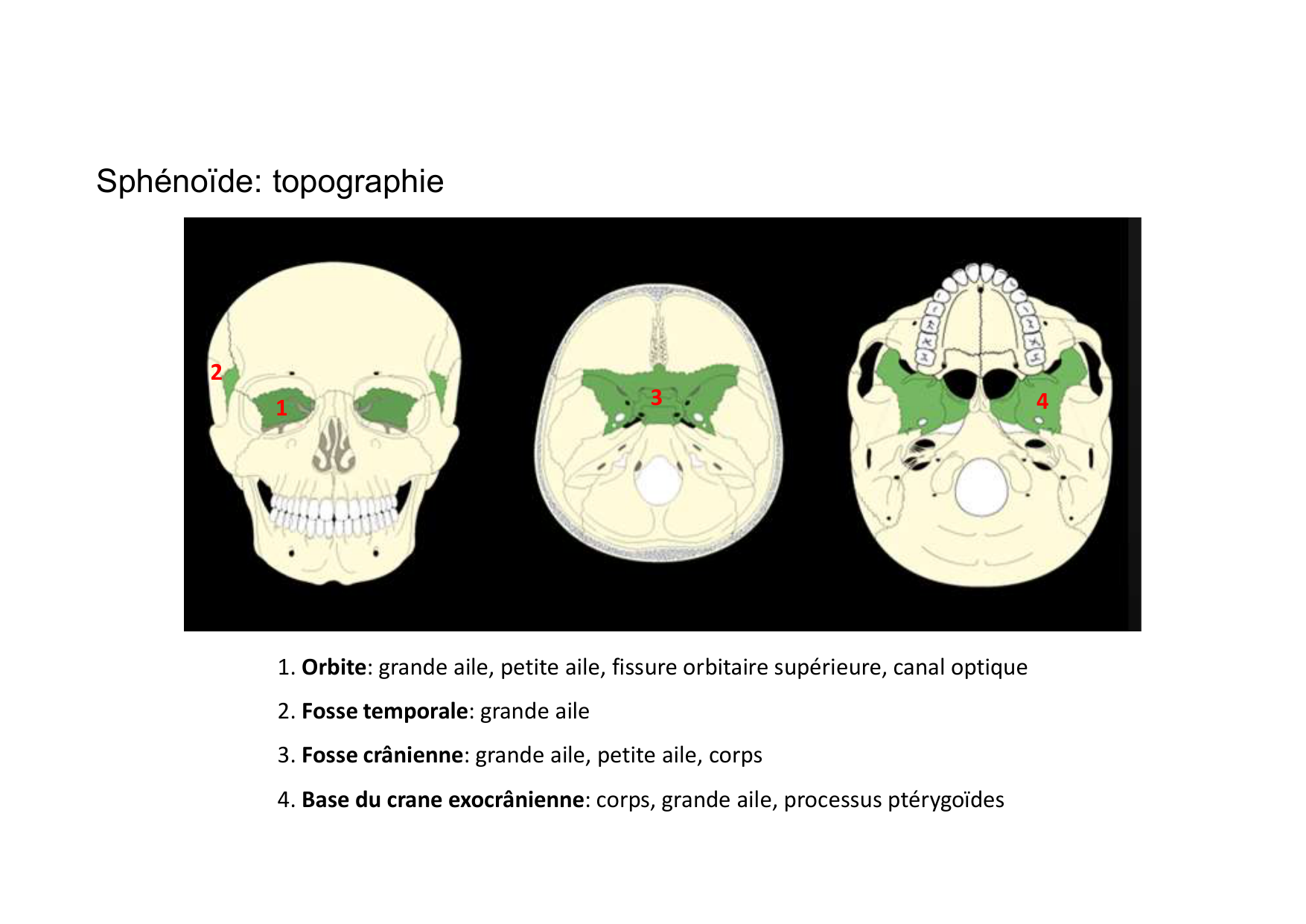 Anatomie de la tete 1 2025 2026 page 18
