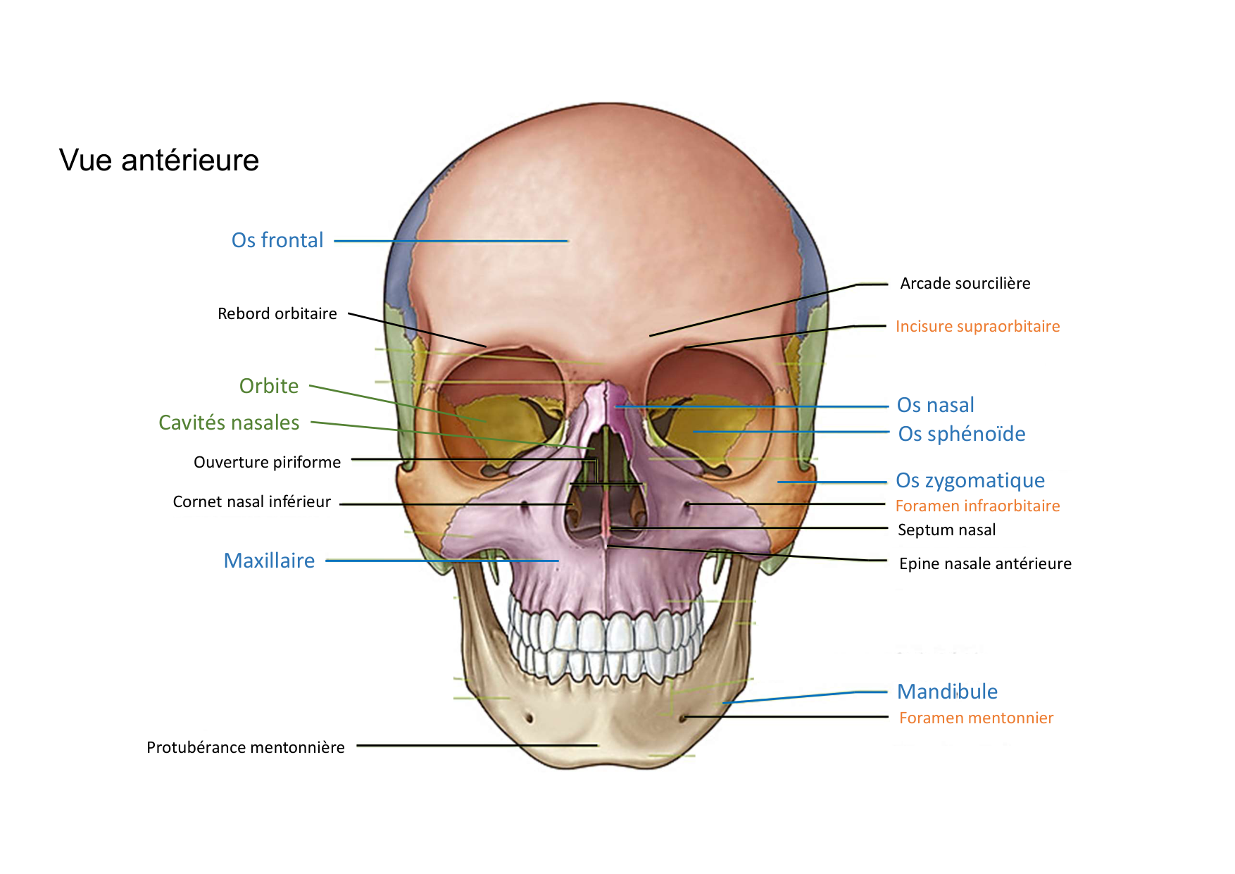 Anatomie de la tete 1 2025 2026 page 26