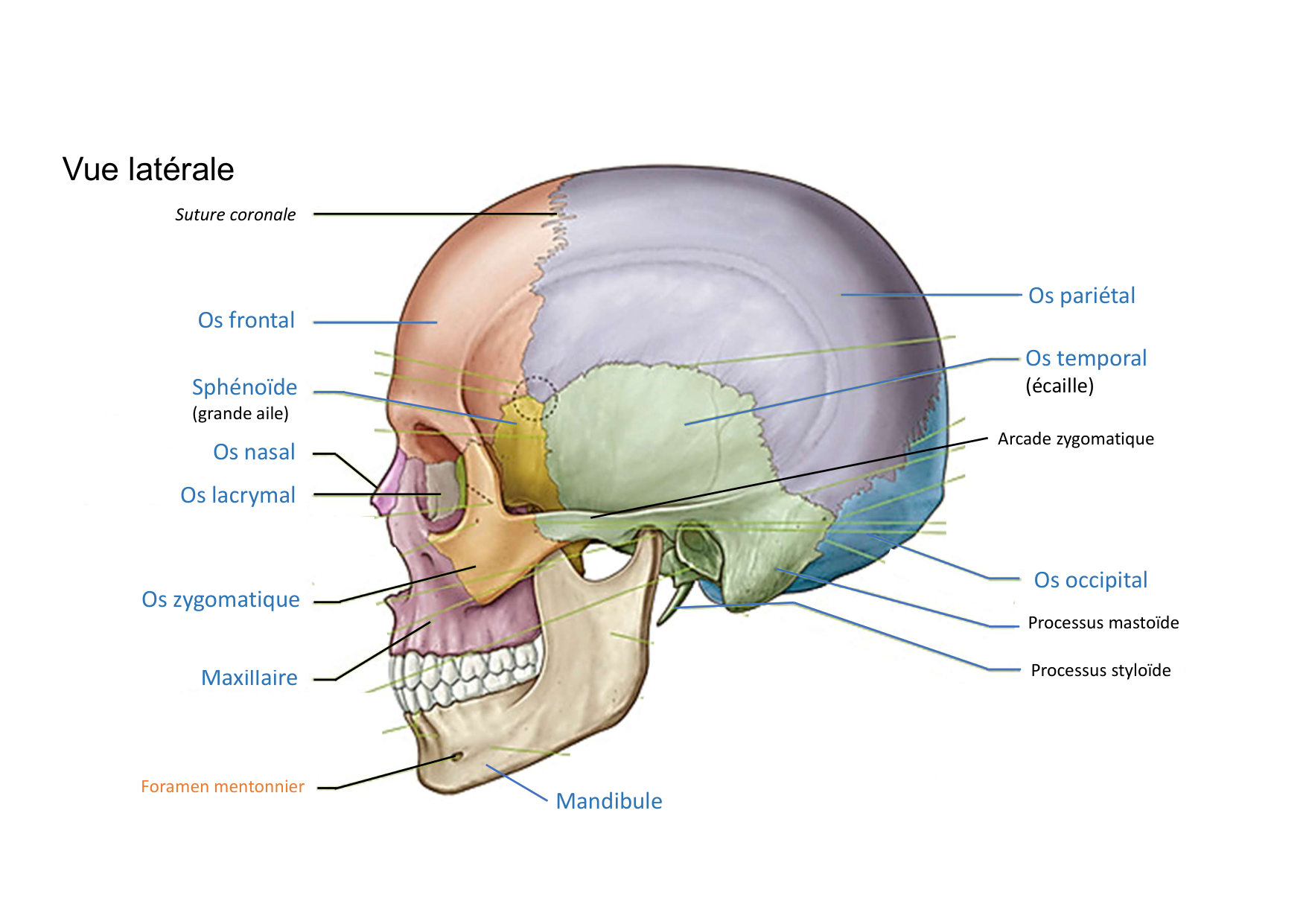 Anatomie de la tete 1 2025 2026 page 27