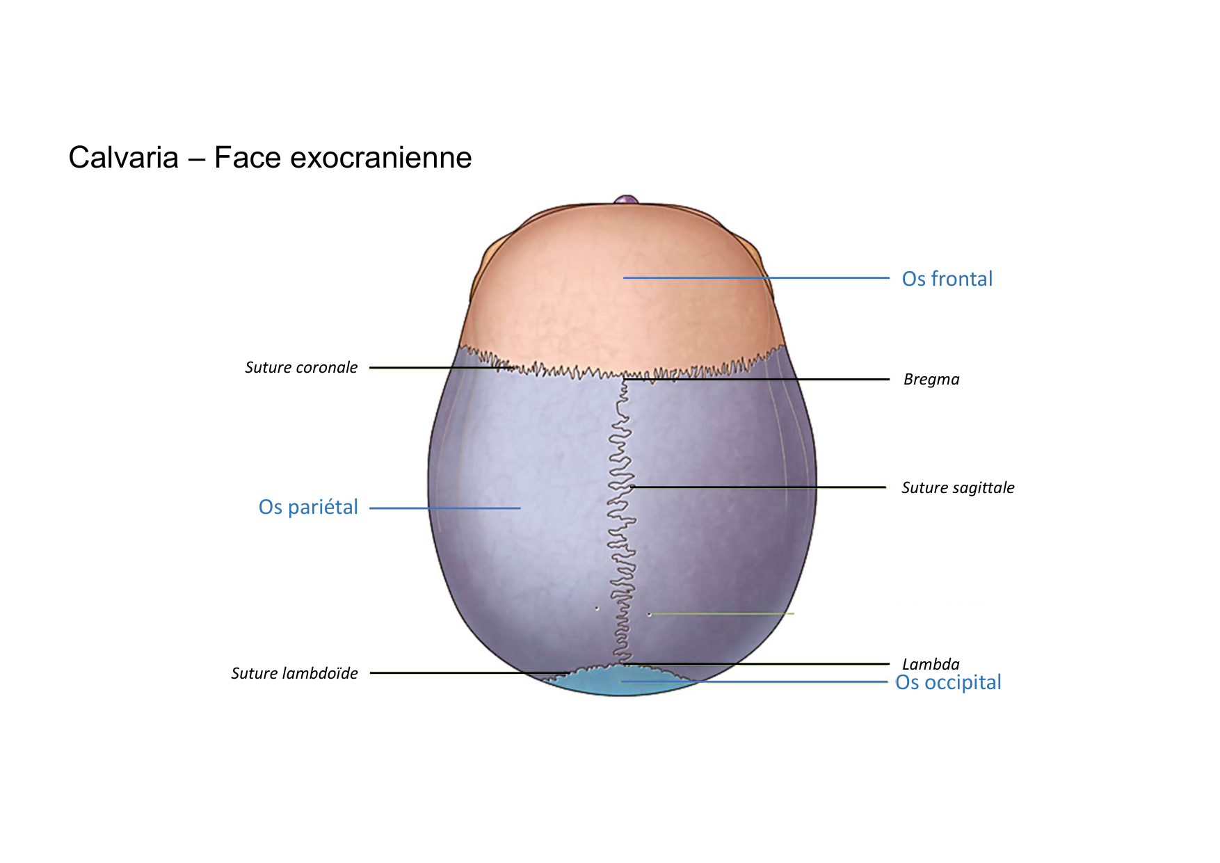 Anatomie de la tete 1 2025 2026 page 31