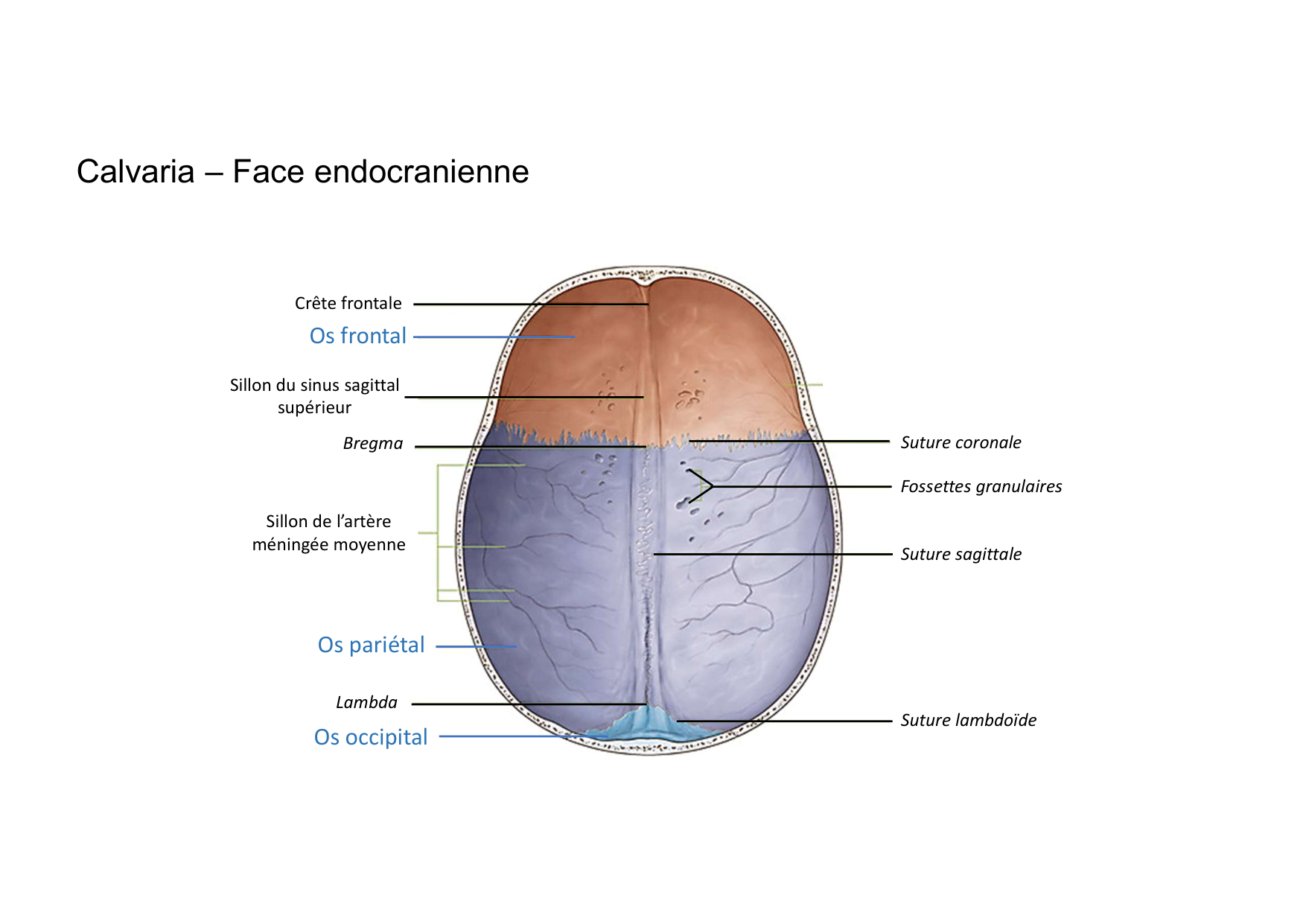 Anatomie de la tete 1 2025 2026 page 32