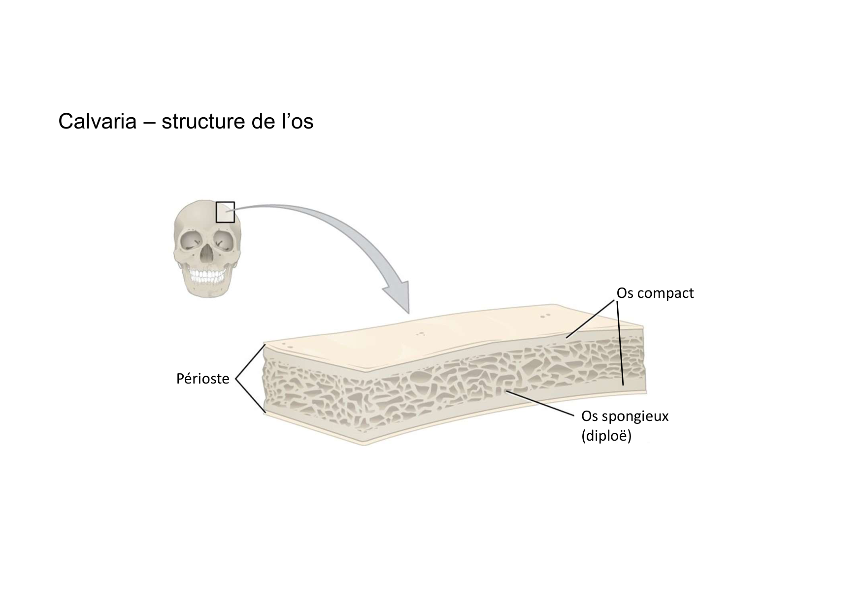 Anatomie de la tete 1 2025 2026 page 33