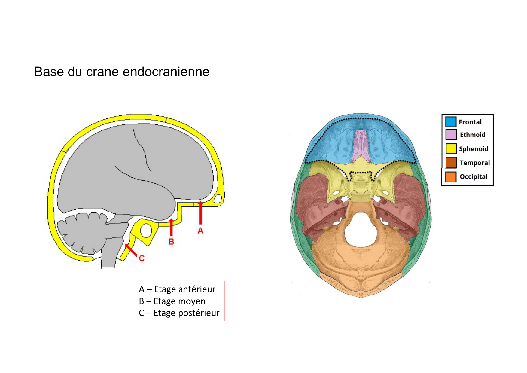 Anatomie de la tete 1 2025 2026 page 36