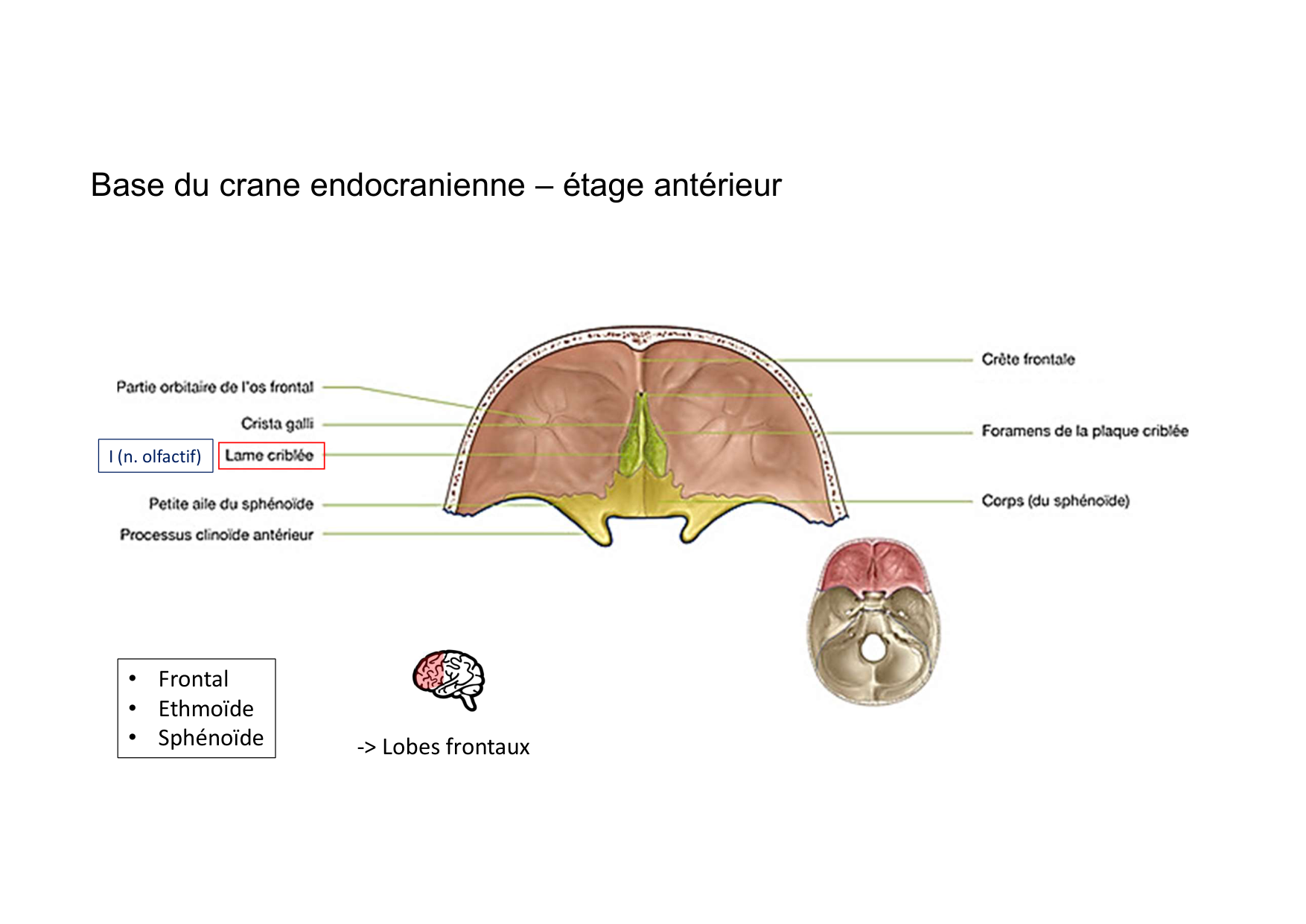 Anatomie de la tete 1 2025 2026 page 37