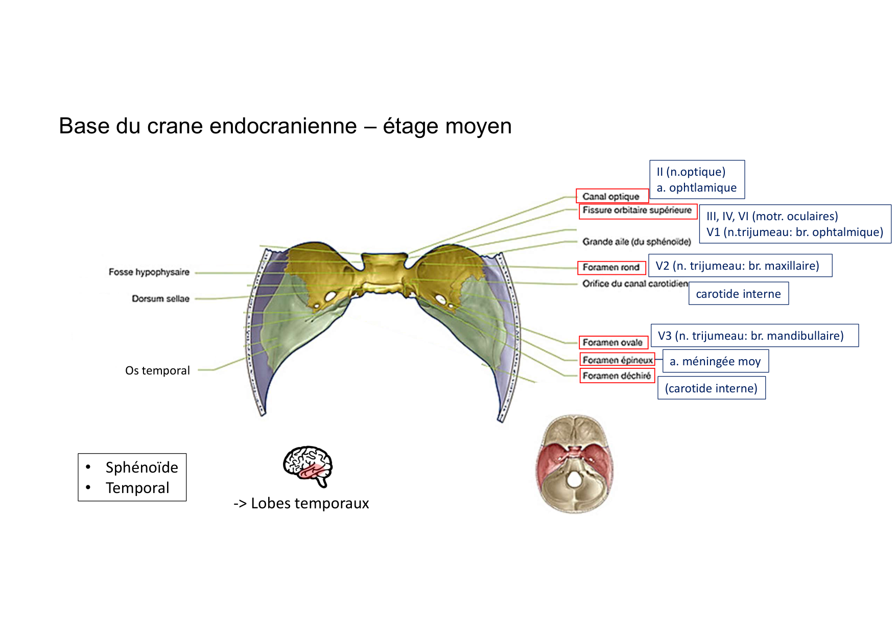 Anatomie de la tete 1 2025 2026 page 38