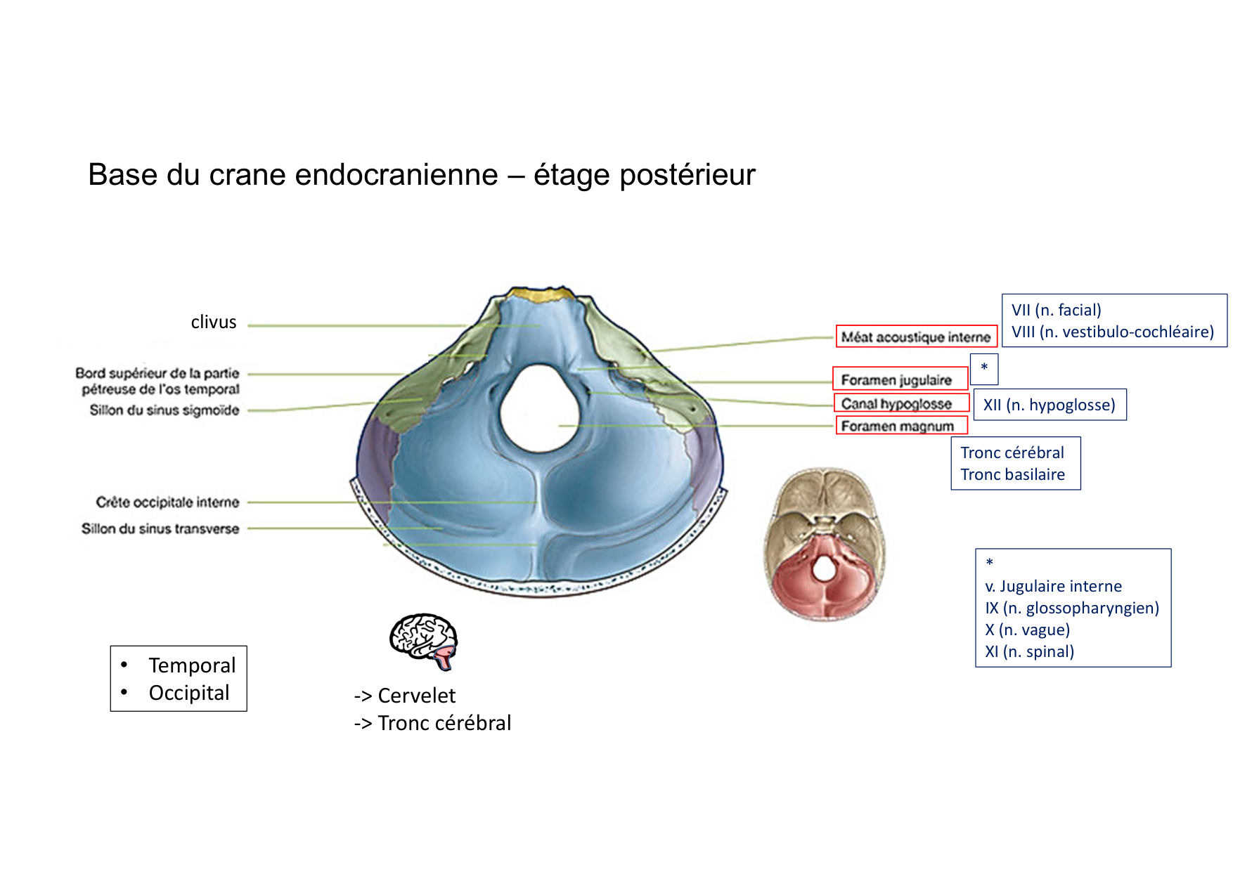 Anatomie de la tete 1 2025 2026 page 39