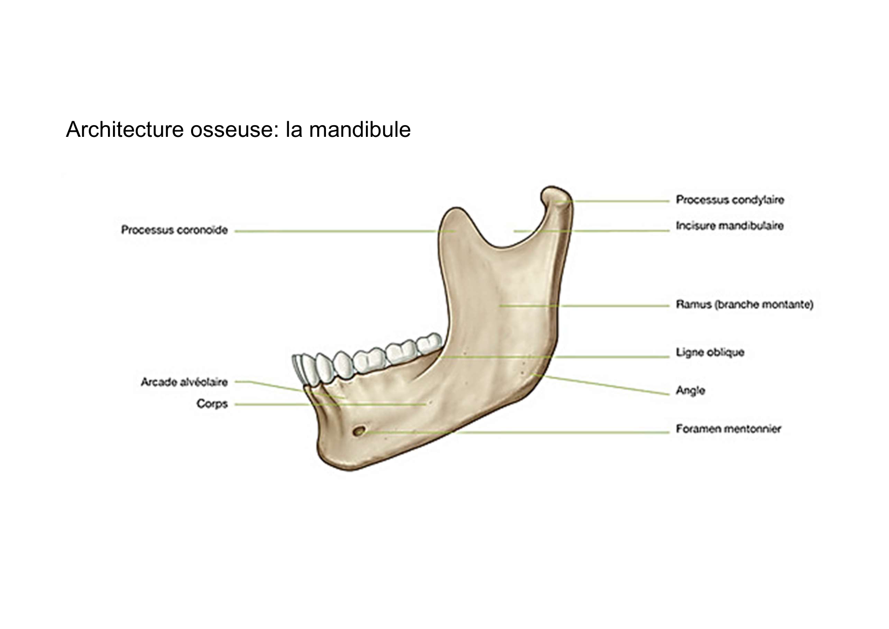 Anatomie de la tete 1 2025 2026 page 47