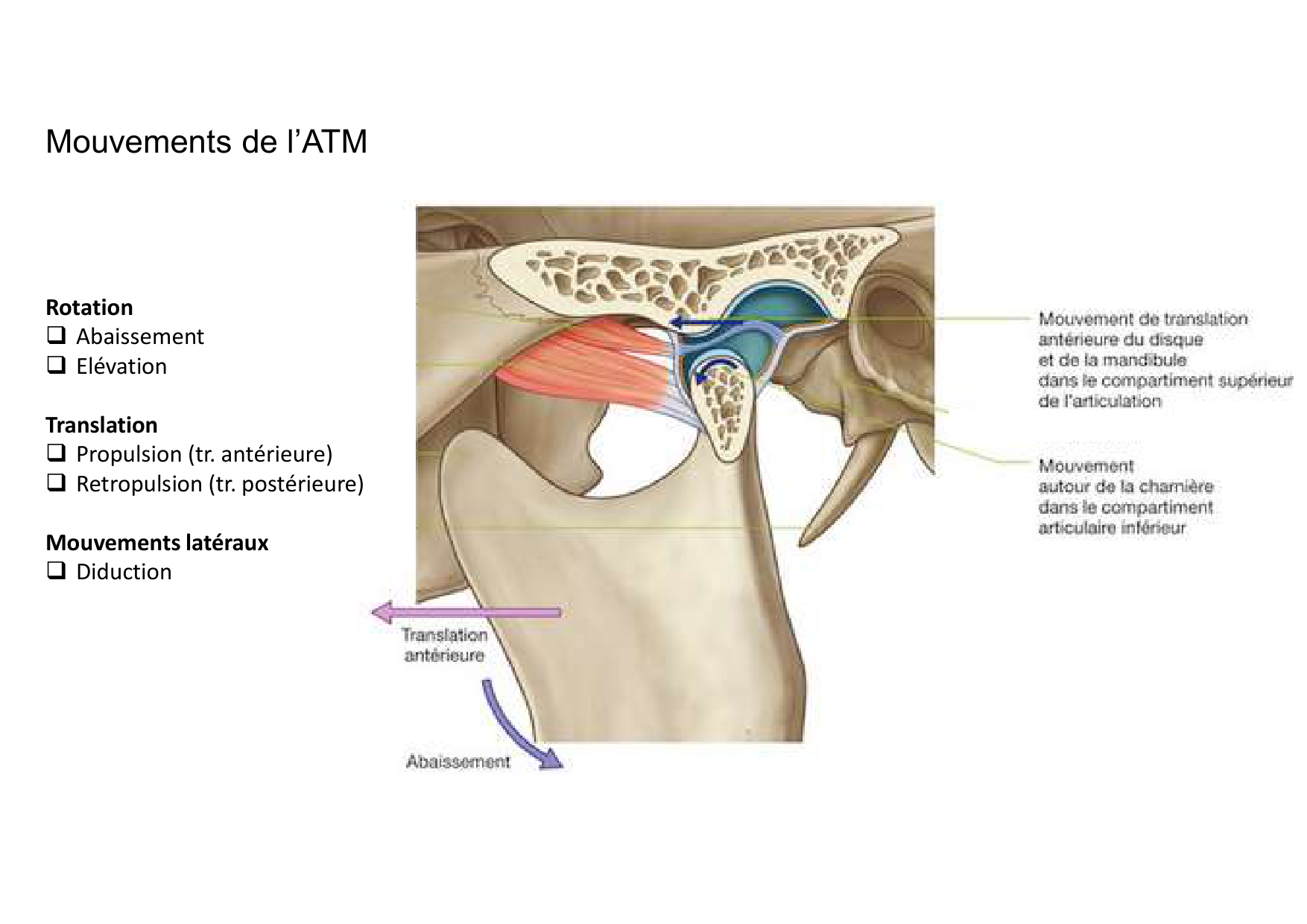 Anatomie de la tete 1 2025 2026 page 50