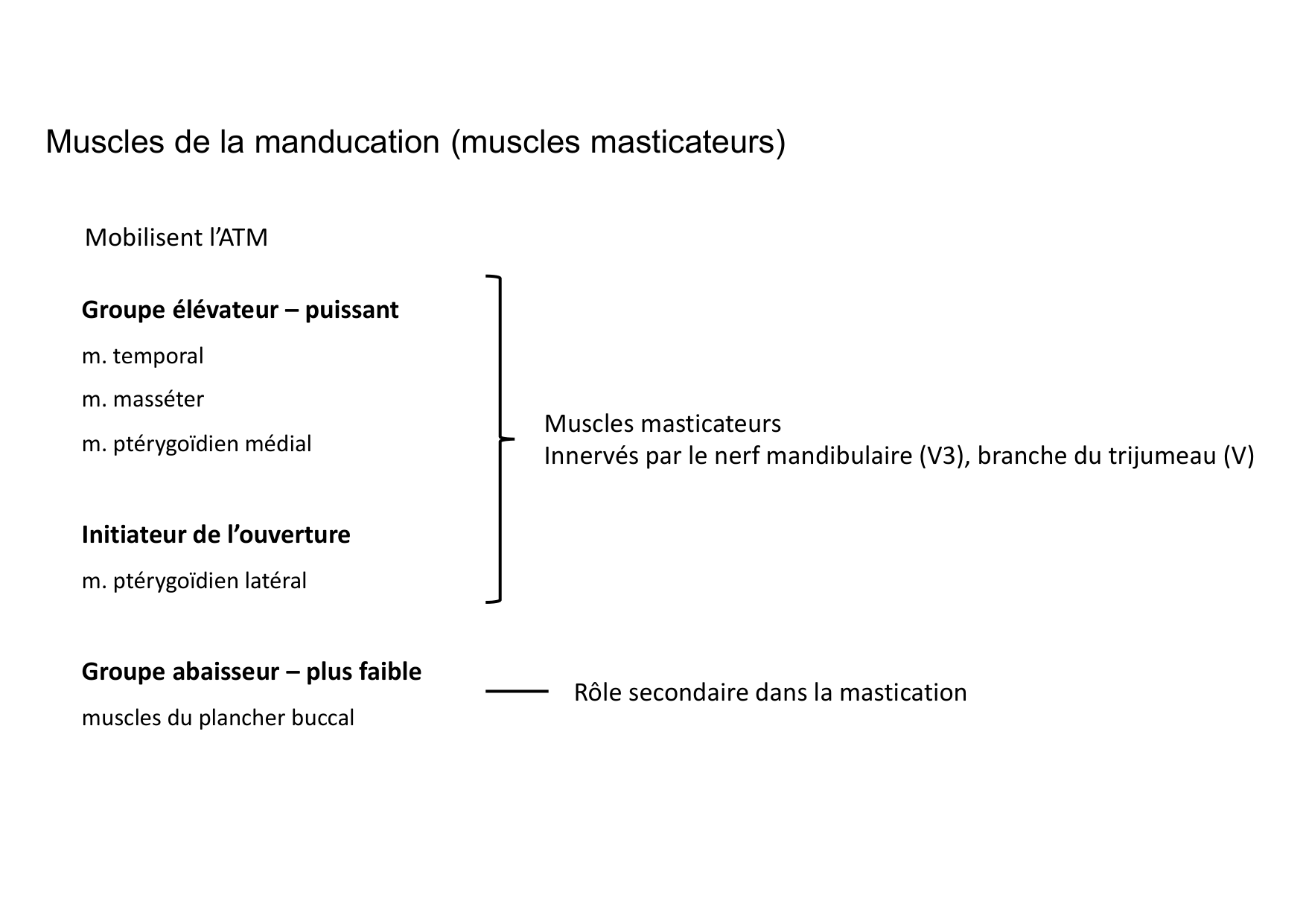 Anatomie de la tete 1 2025 2026 page 51