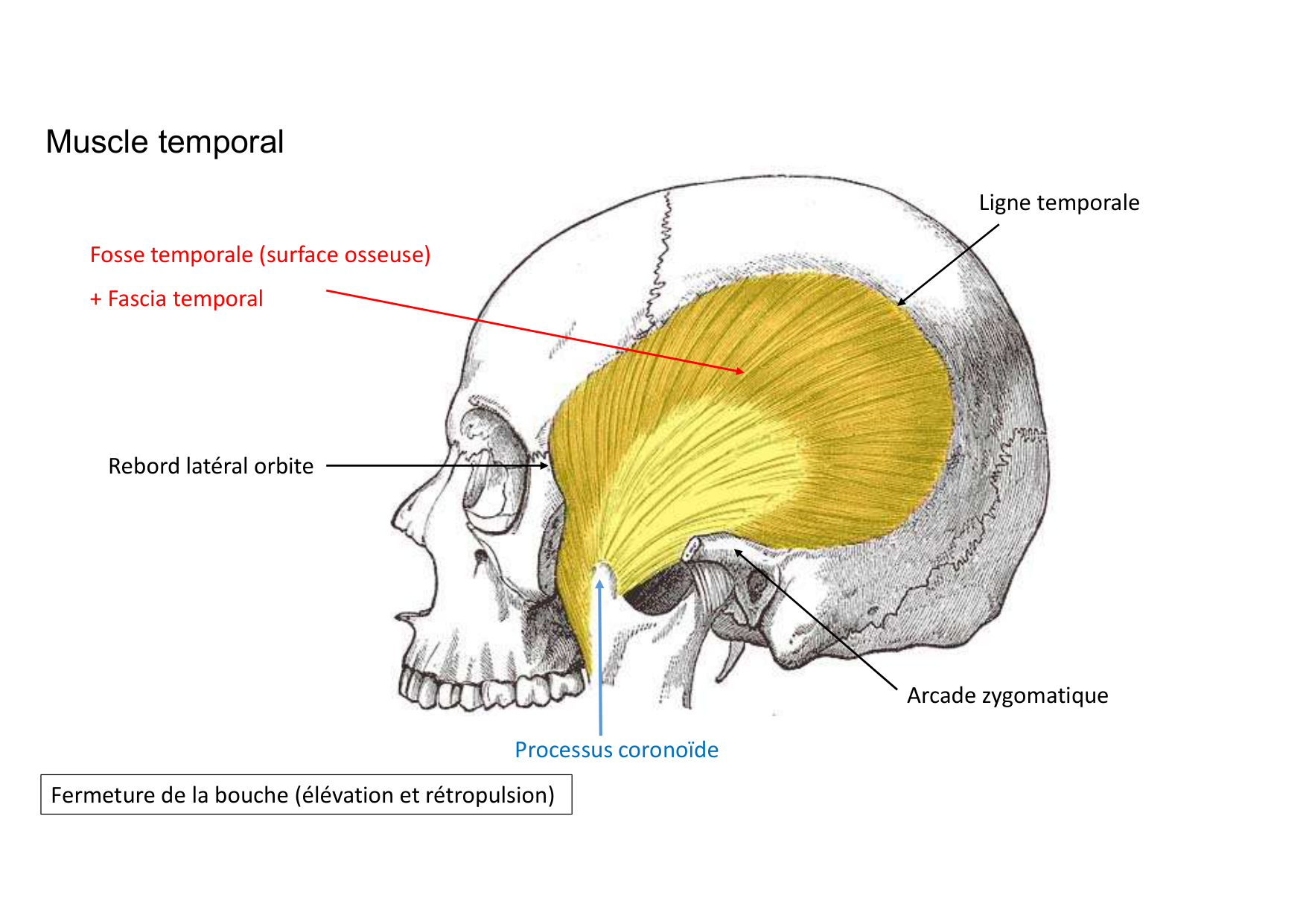 Anatomie de la tete 1 2025 2026 page 53