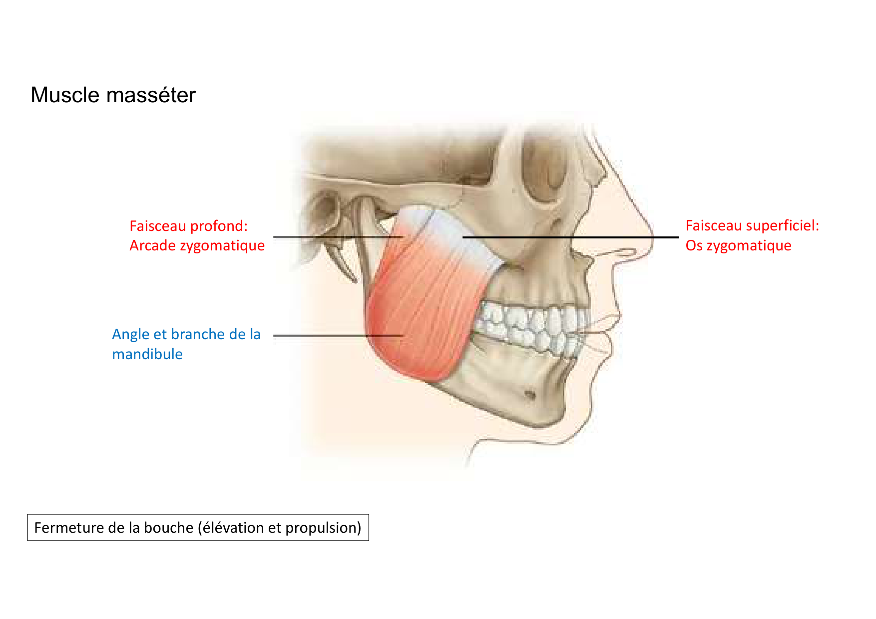 Anatomie de la tete 1 2025 2026 page 54