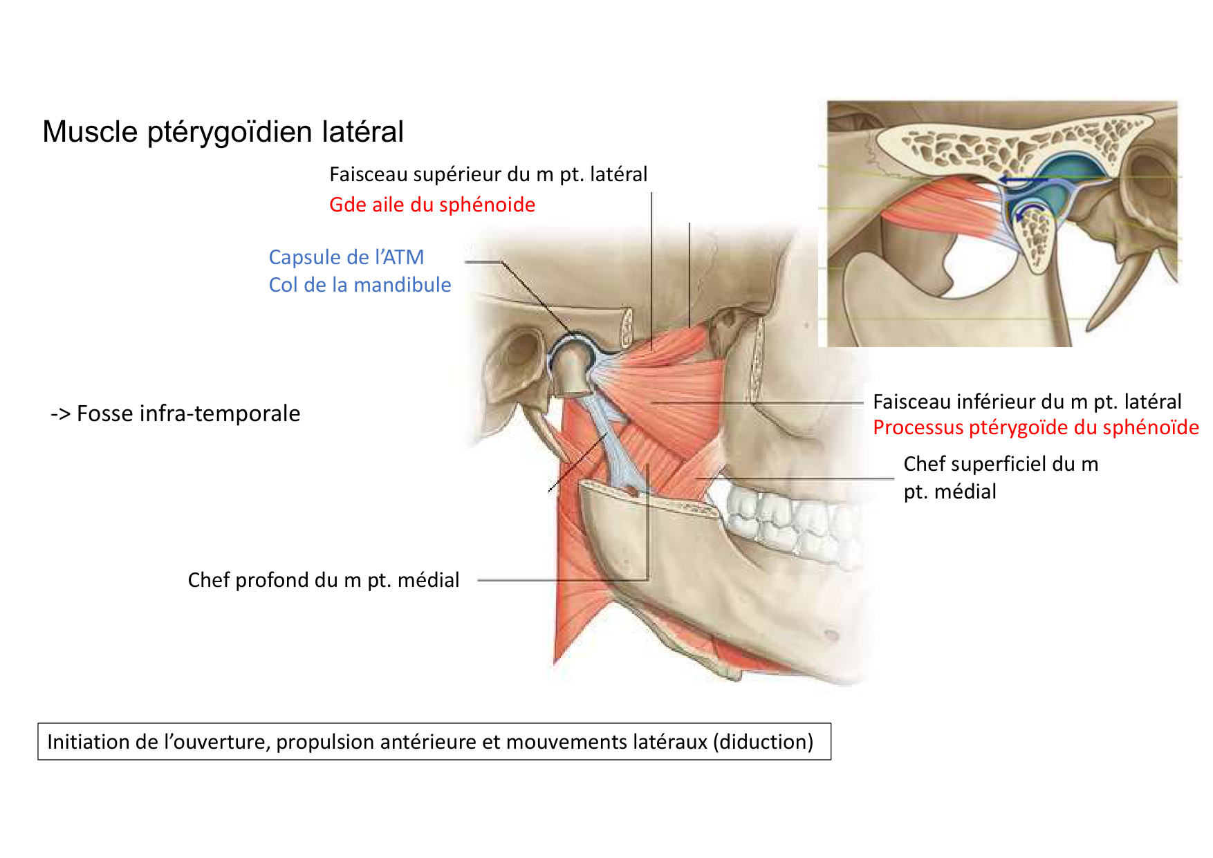 Anatomie de la tete 1 2025 2026 page 56