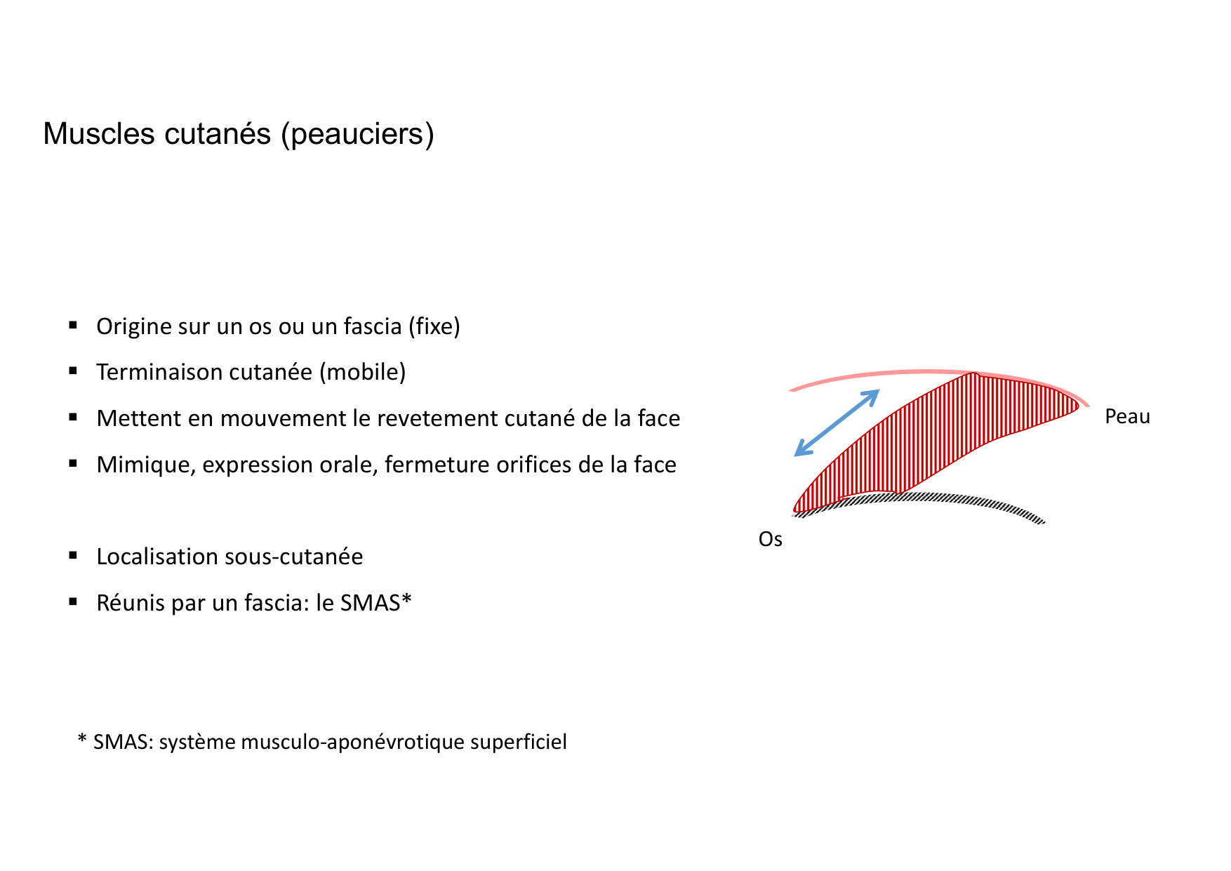 Anatomie de la tete 1 2025 2026 page 58