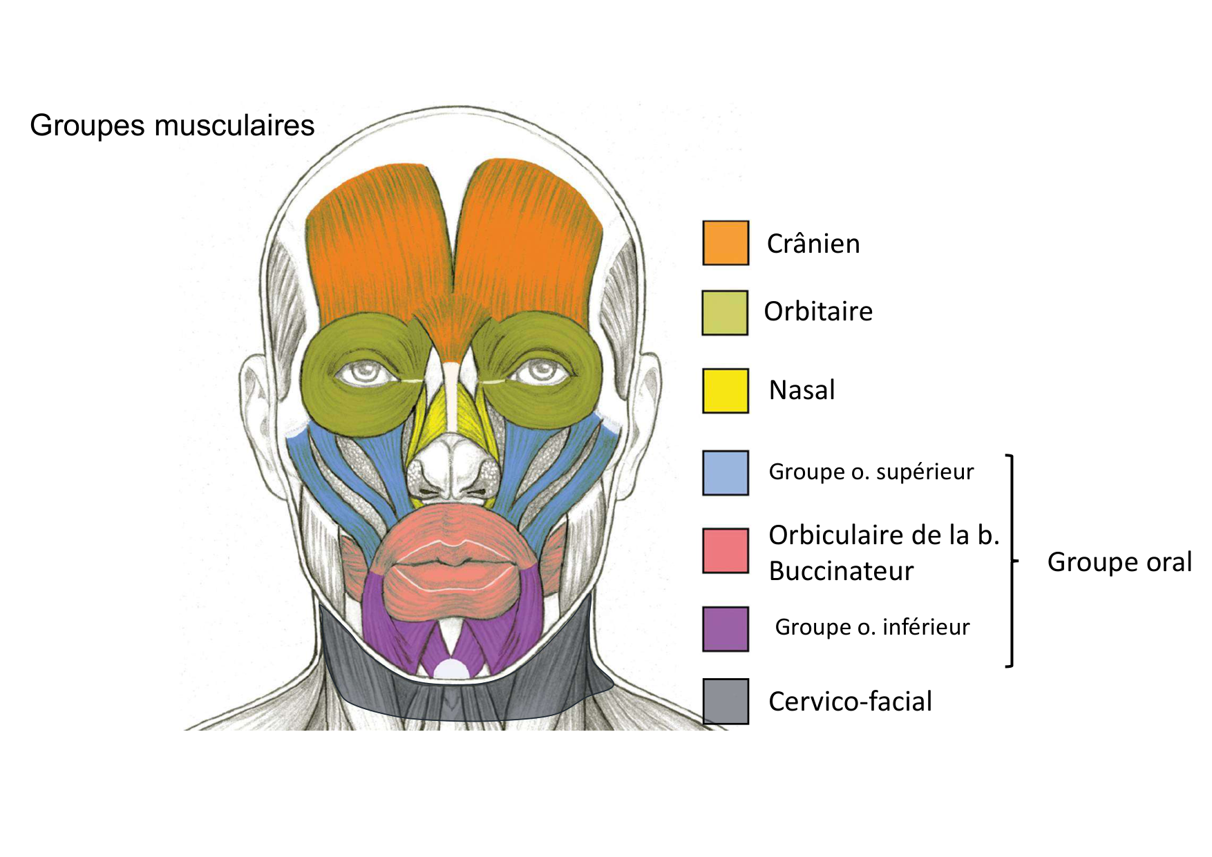 Anatomie de la tete 1 2025 2026 page 59