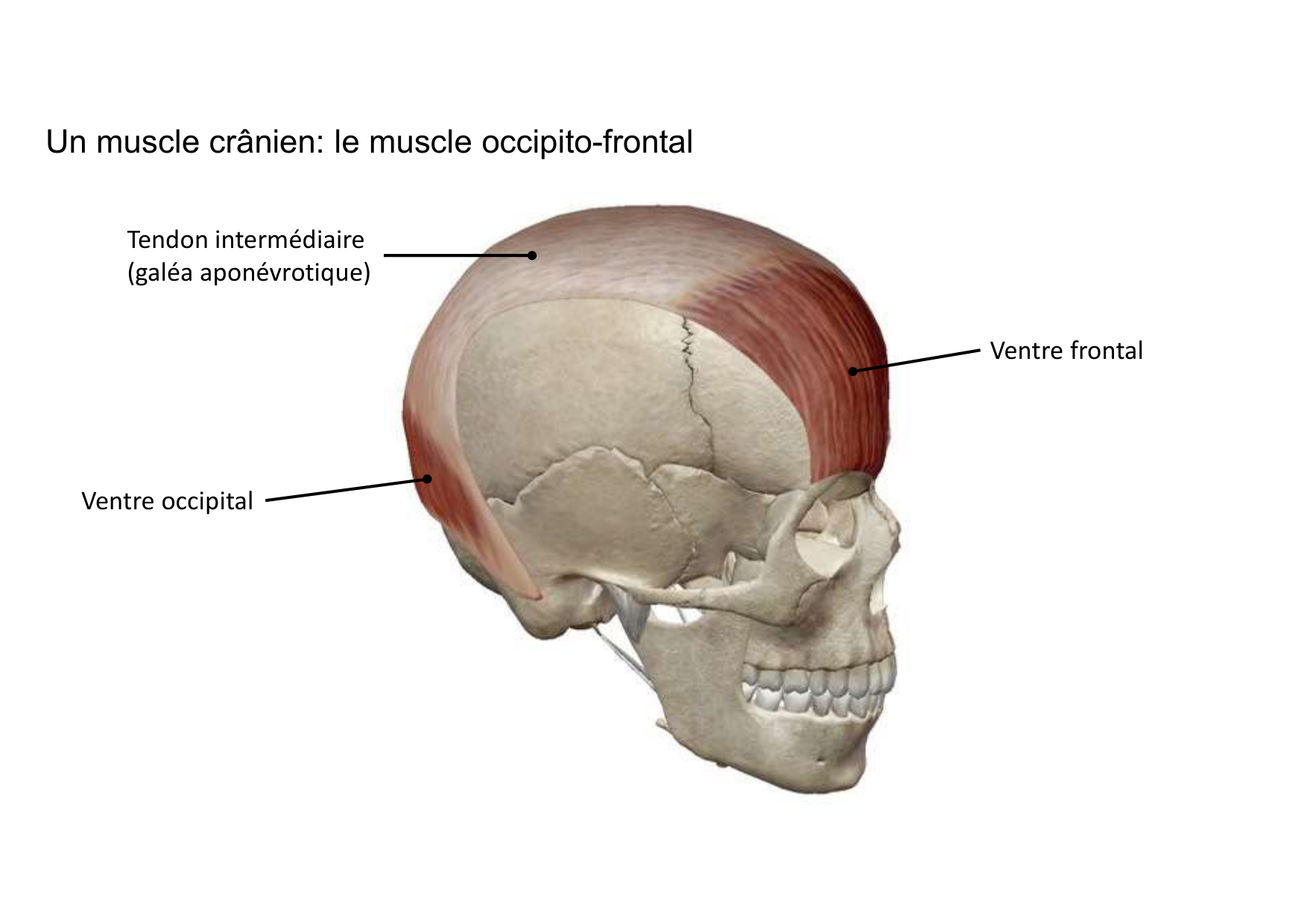 Anatomie de la tete 1 2025 2026 page 60