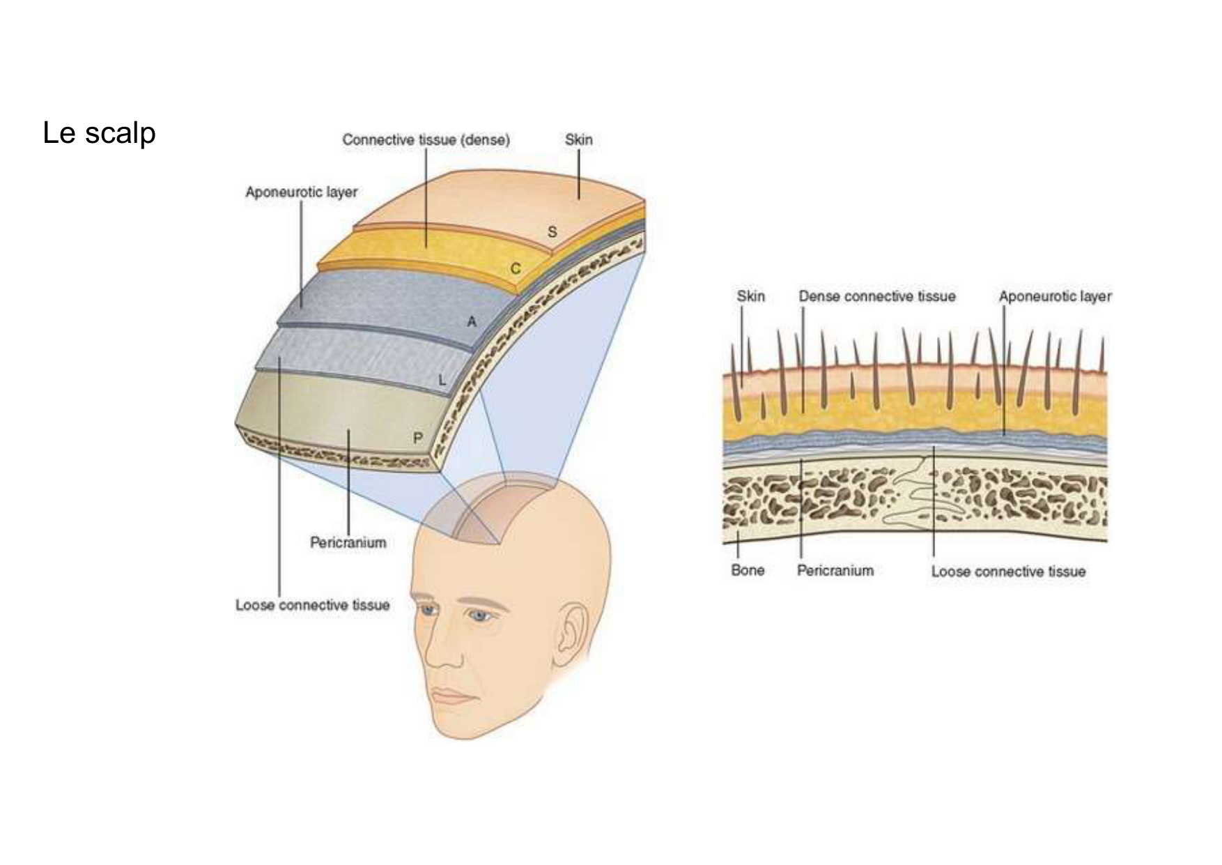 Anatomie de la tete 1 2025 2026 page 61