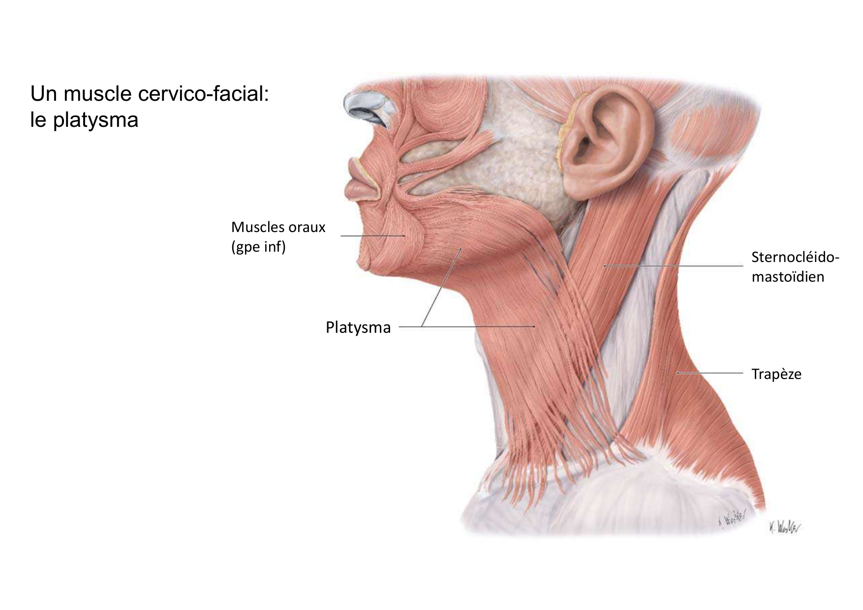 Anatomie de la tete 1 2025 2026 page 62
