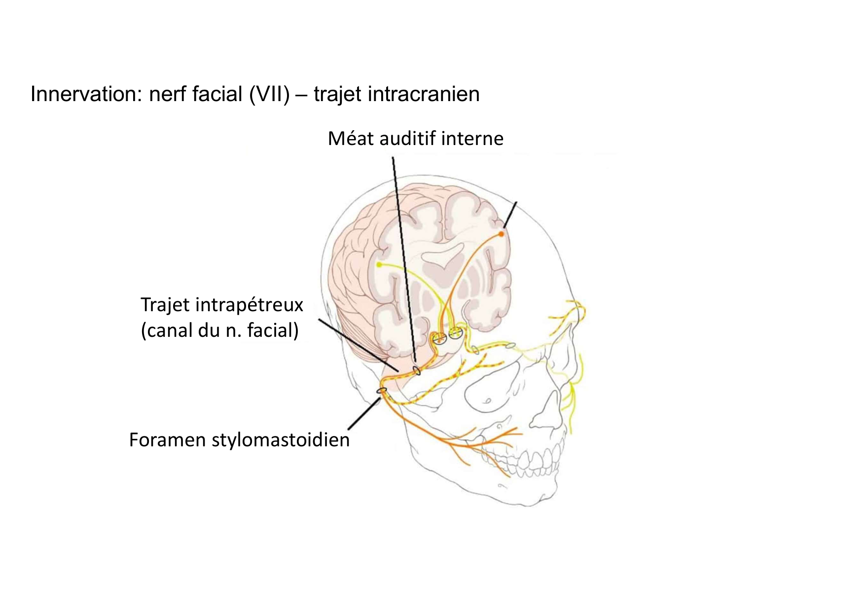 Anatomie de la tete 1 2025 2026 page 63