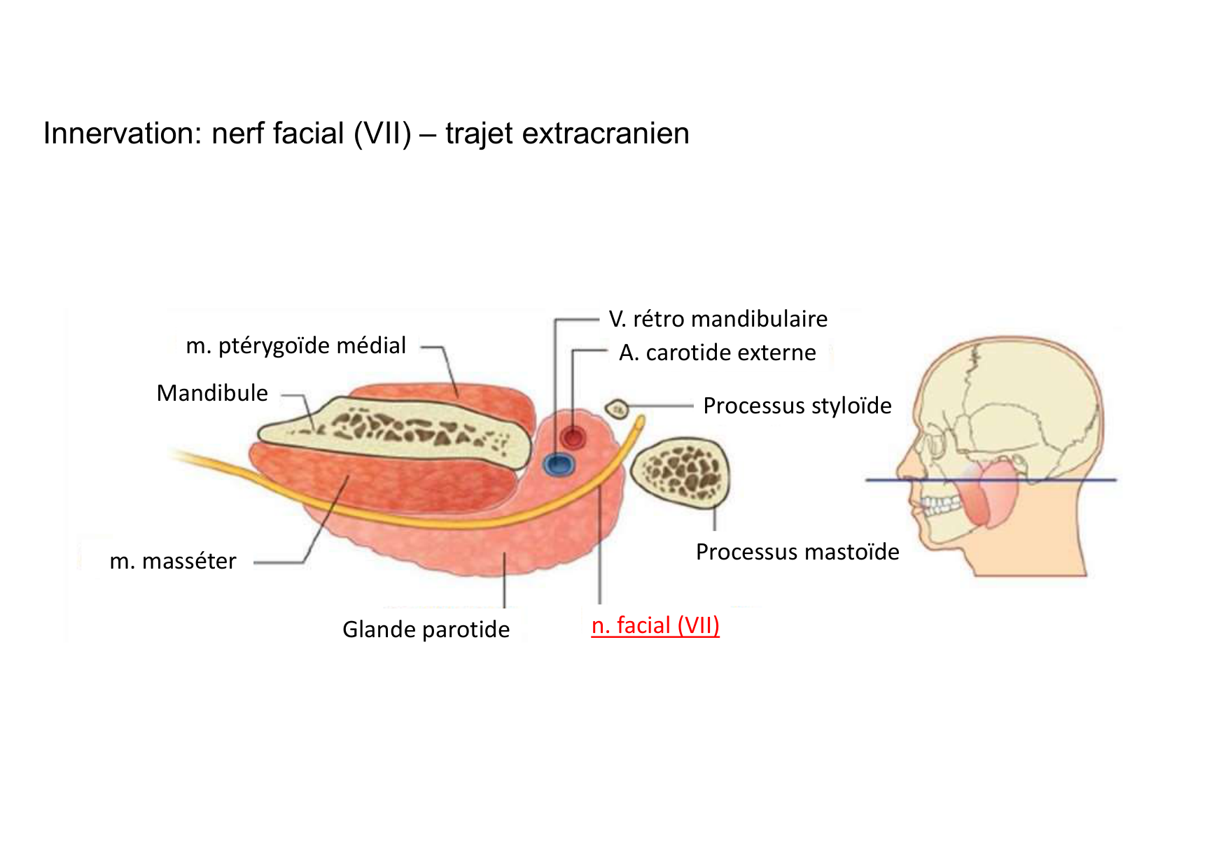 Anatomie de la tete 1 2025 2026 page 64