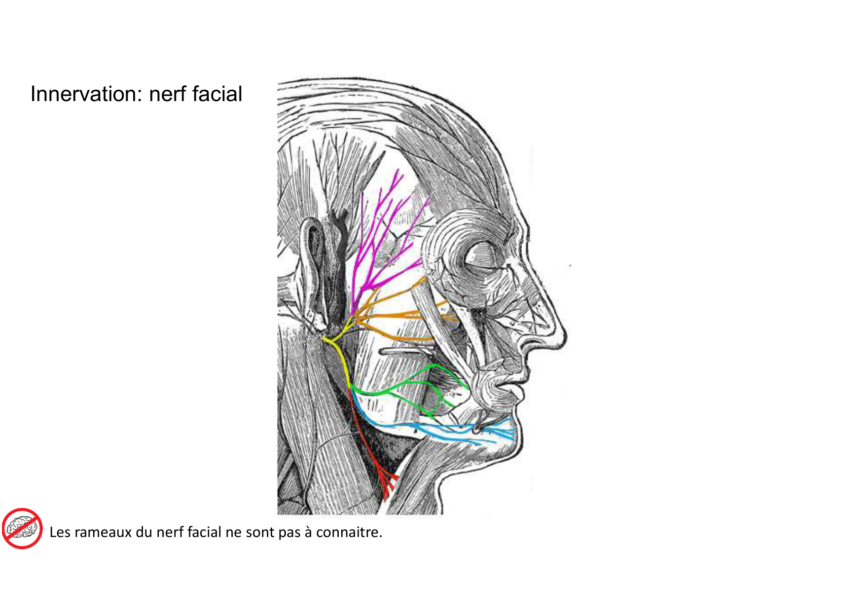Anatomie de la tete 1 2025 2026 page 65