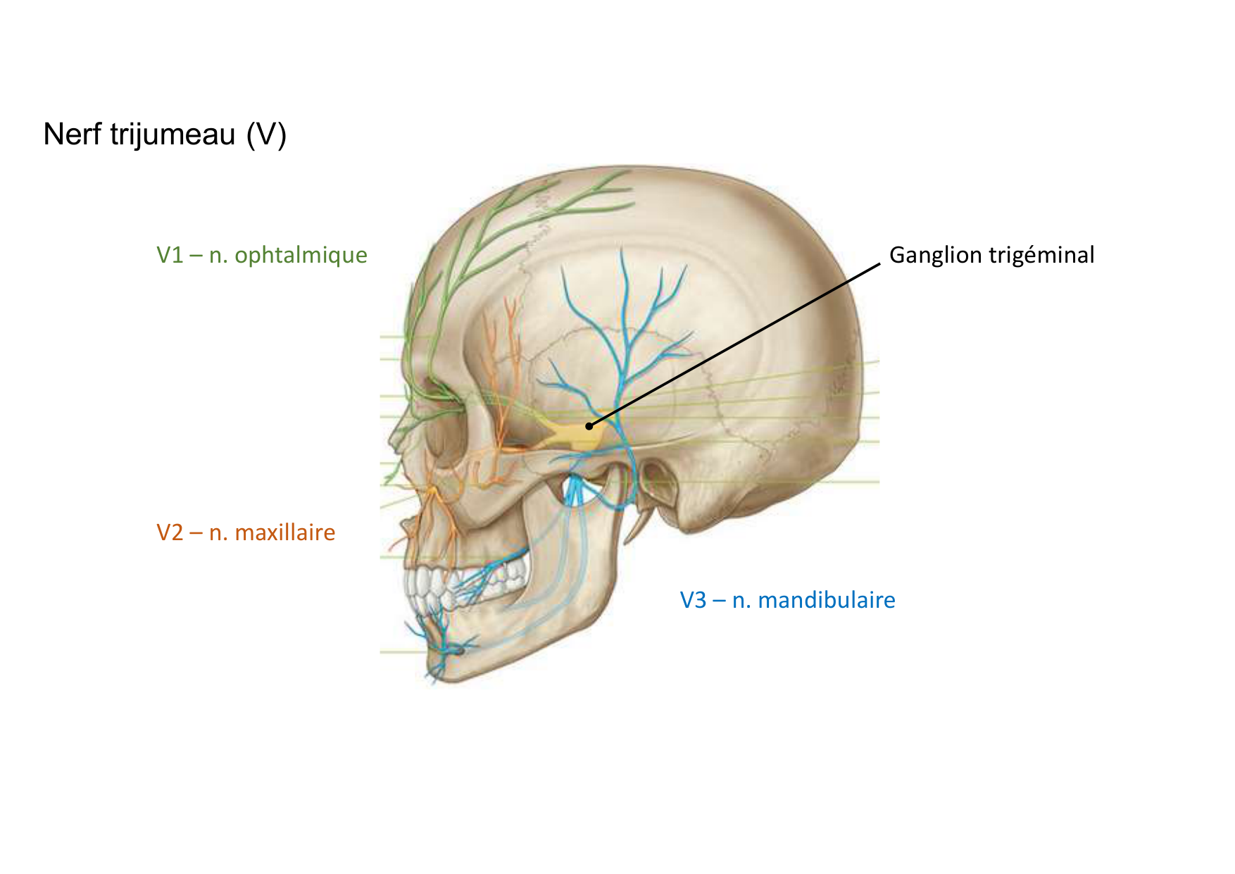 Anatomie de la tete 1 2025 2026 page 68