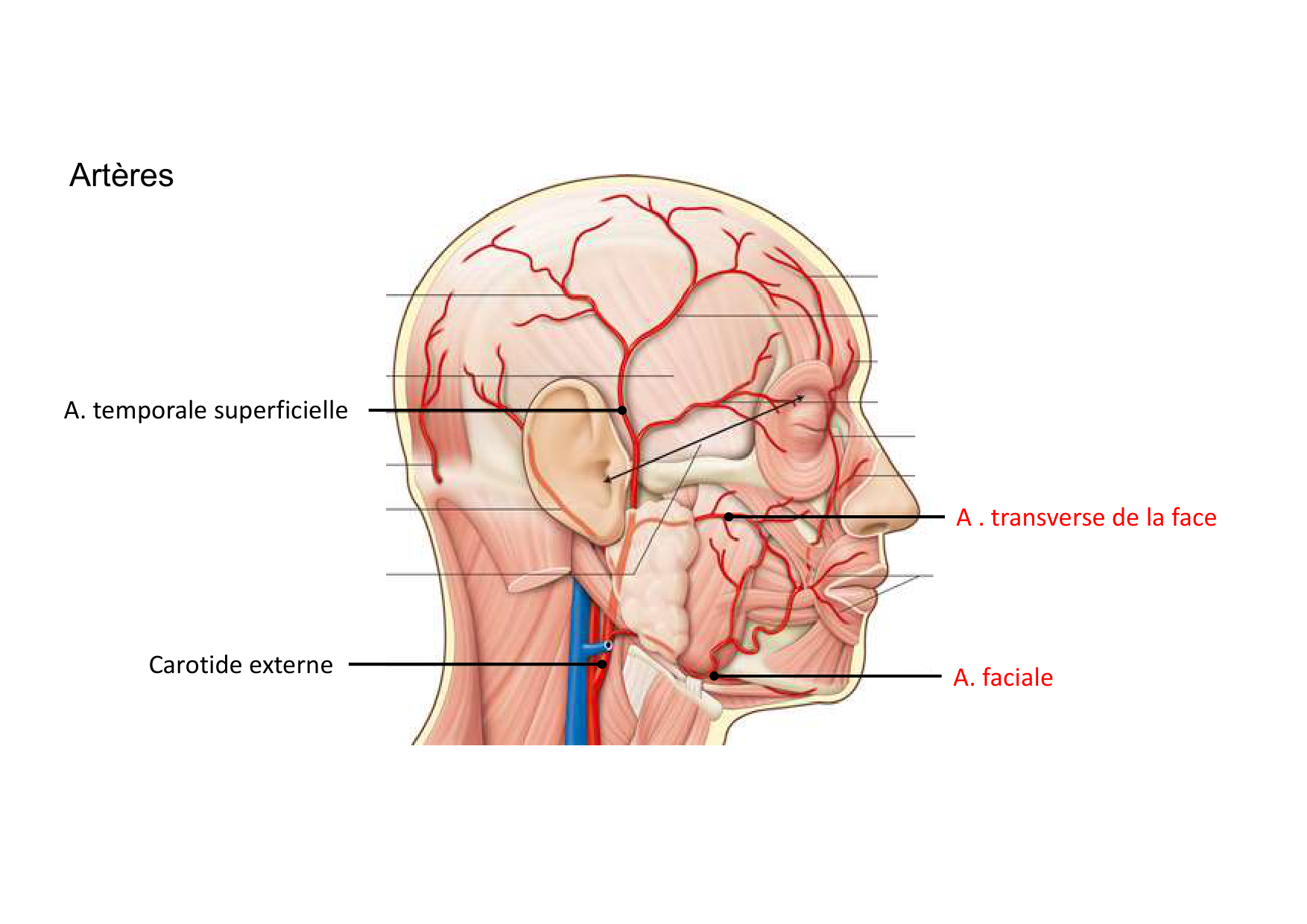 Anatomie de la tete 1 2025 2026 page 71