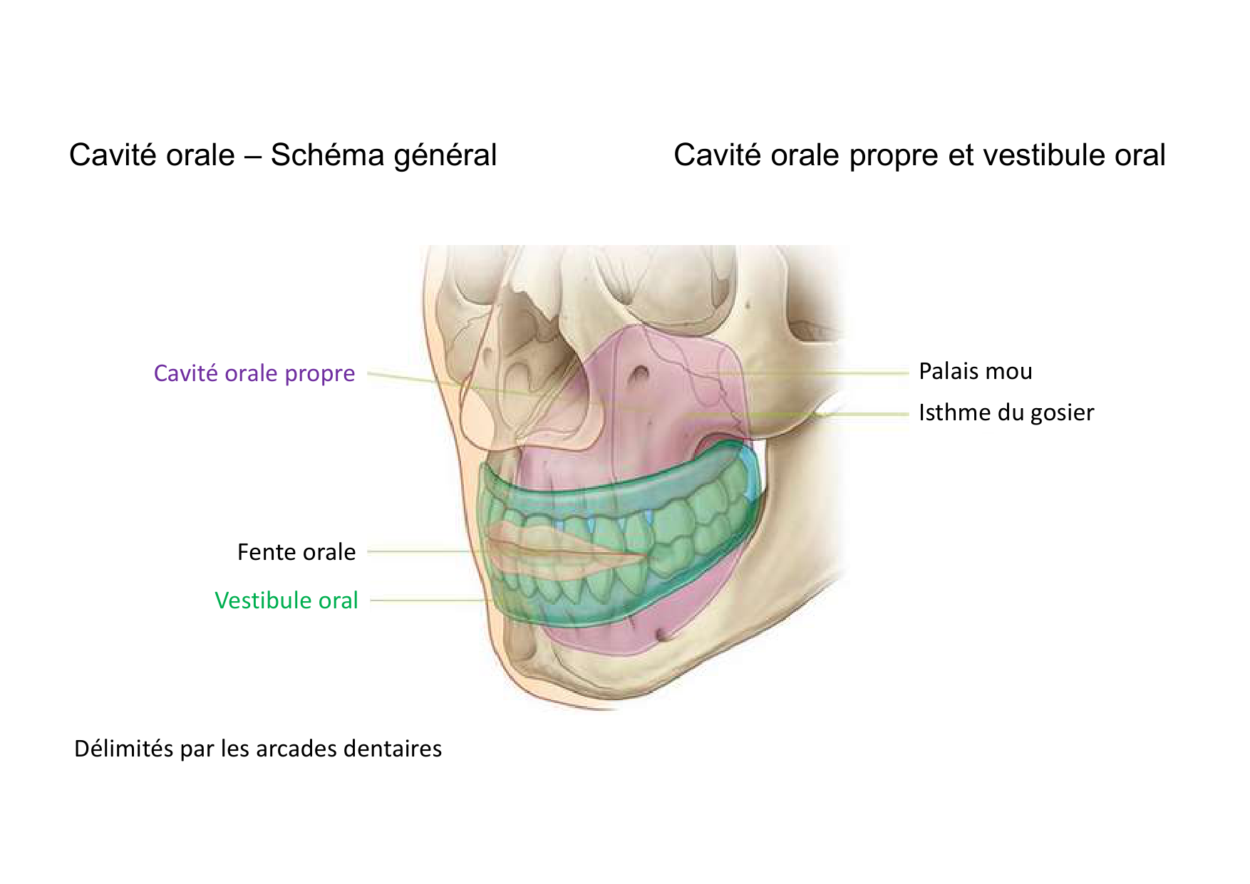 Anatomie de la tete 2 2025 2026 page 7