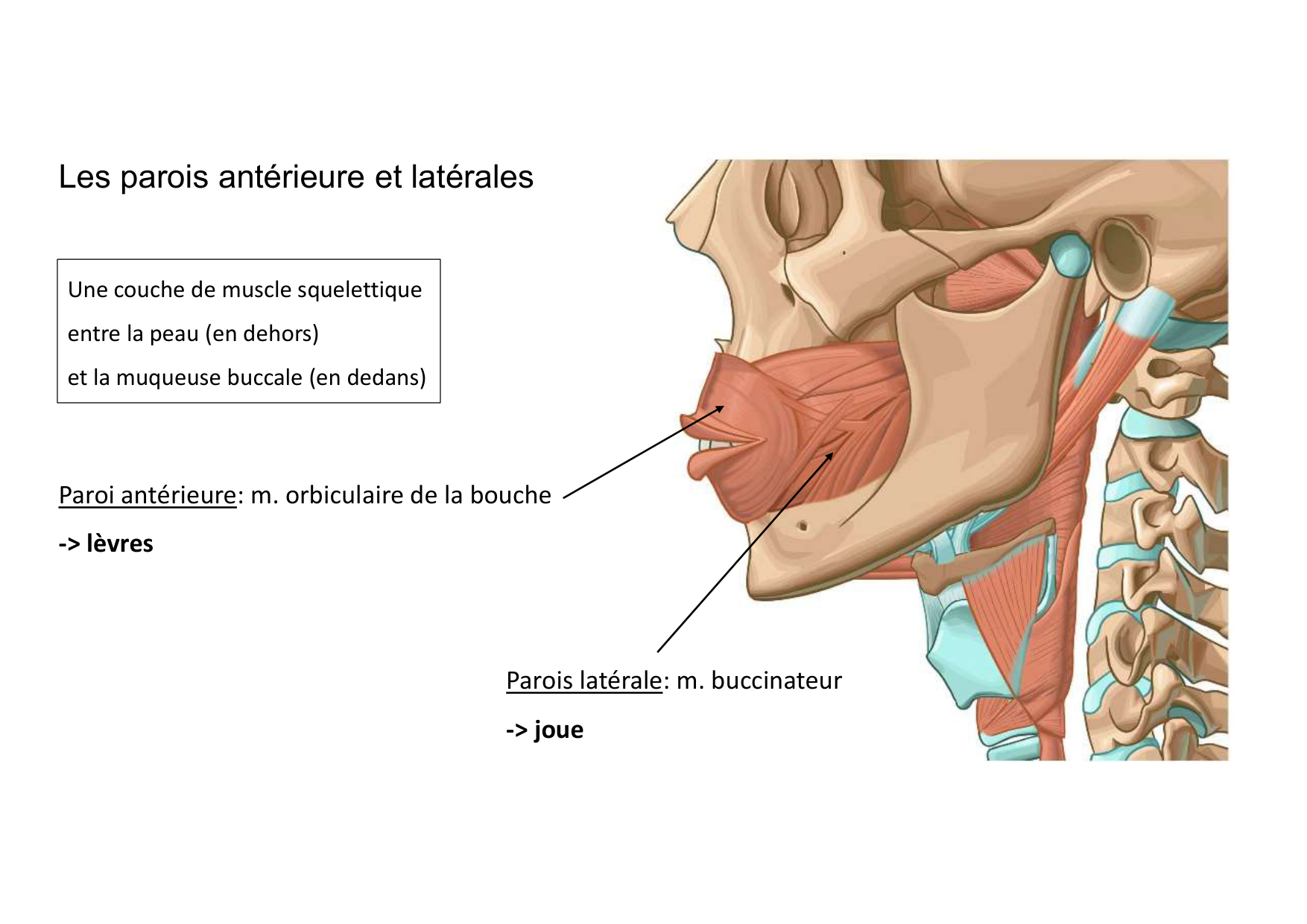 Anatomie de la tete 2 2025 2026 page 10