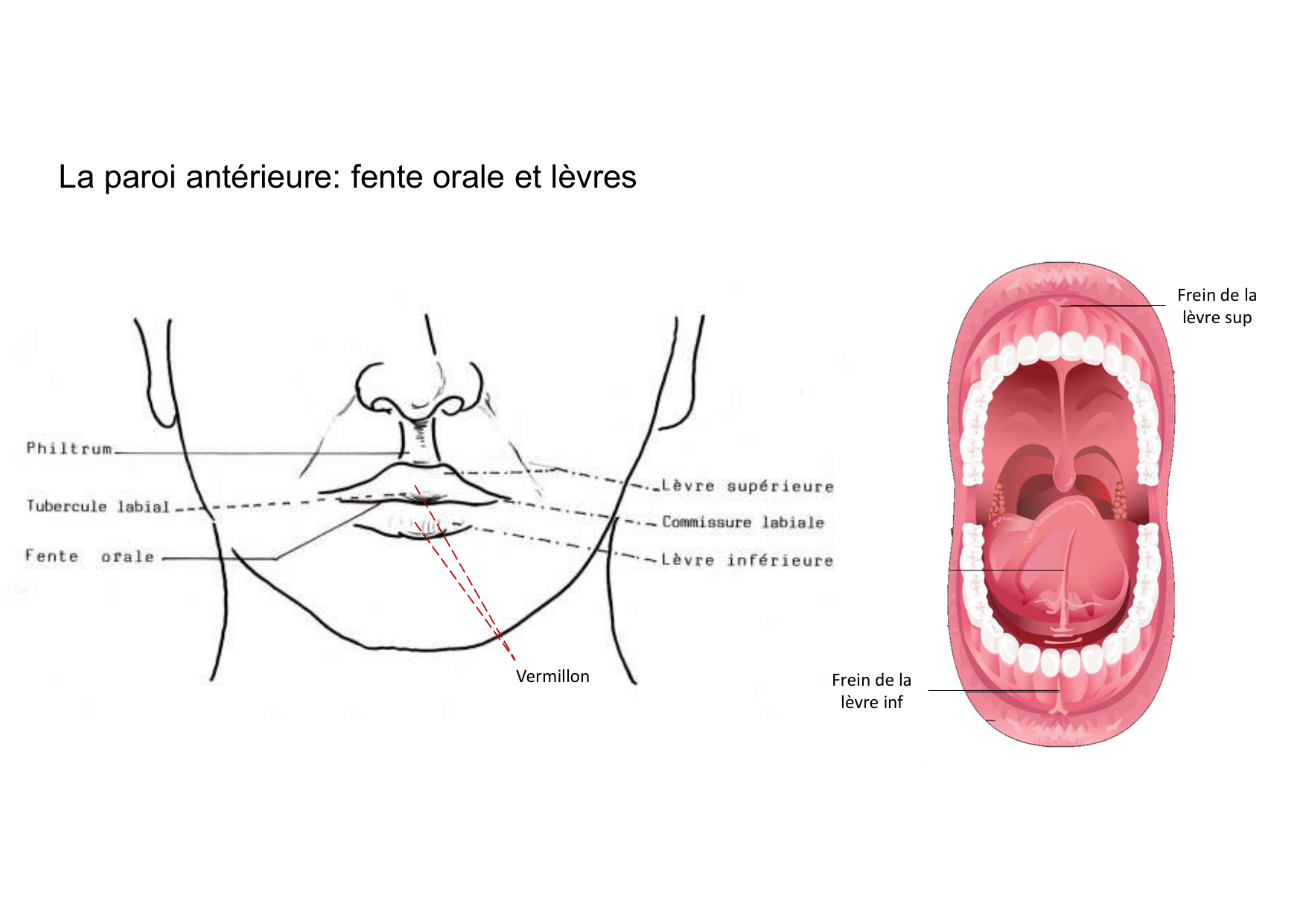 Anatomie de la tete 2 2025 2026 page 11