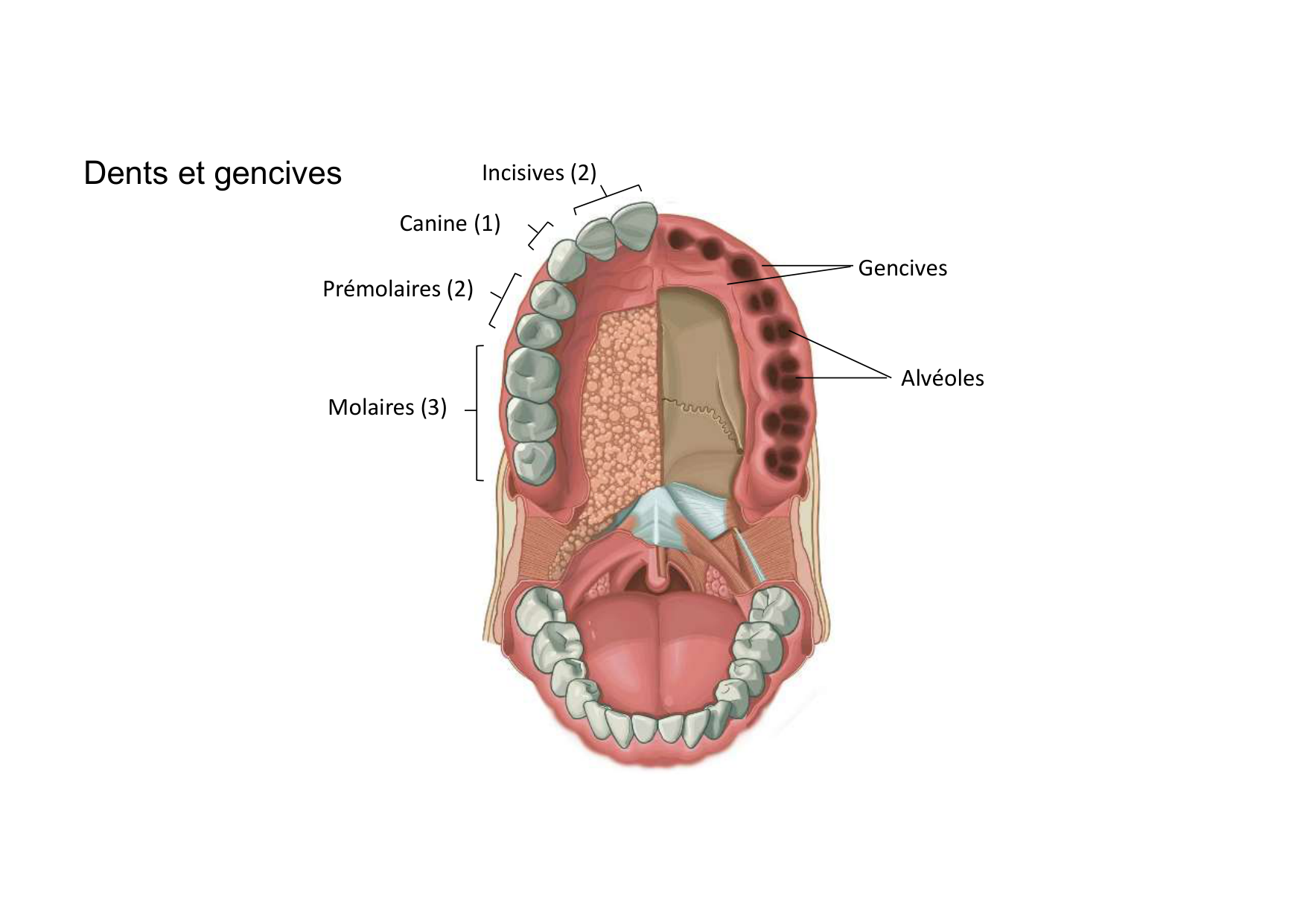 Anatomie de la tete 2 2025 2026 page 12