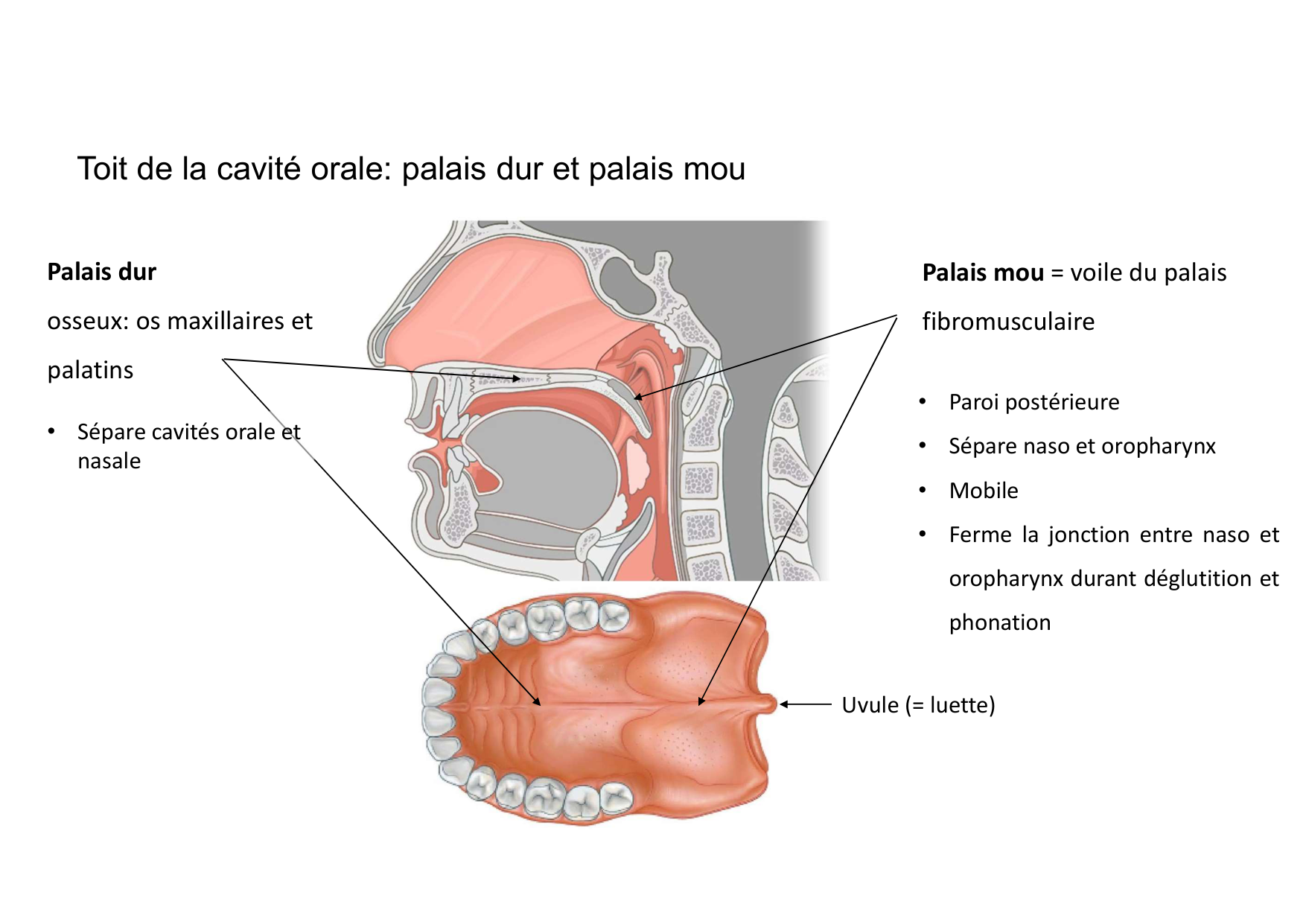 Anatomie de la tete 2 2025 2026 page 13